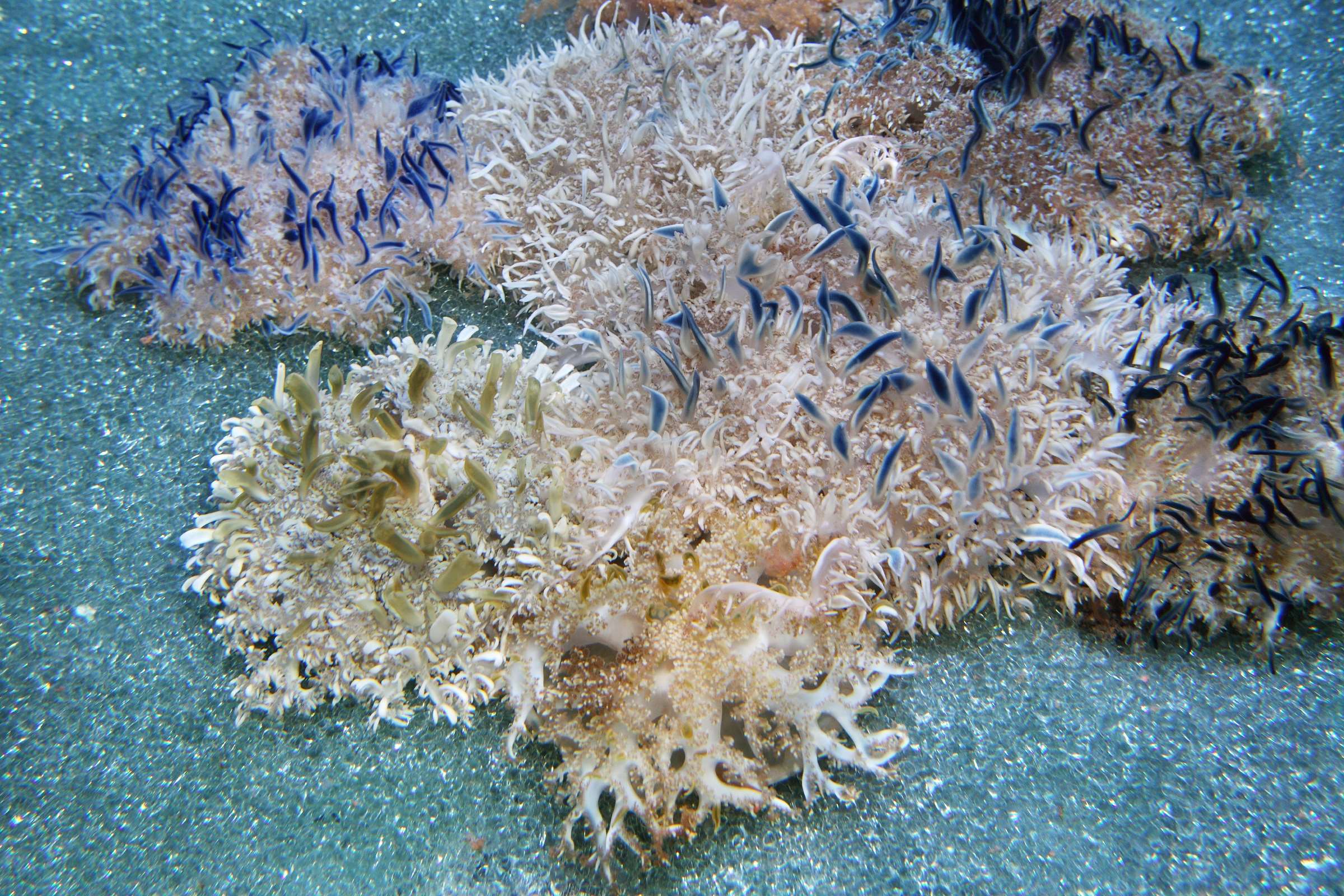 Upside-down jelly | Animals | Monterey Bay Aquarium