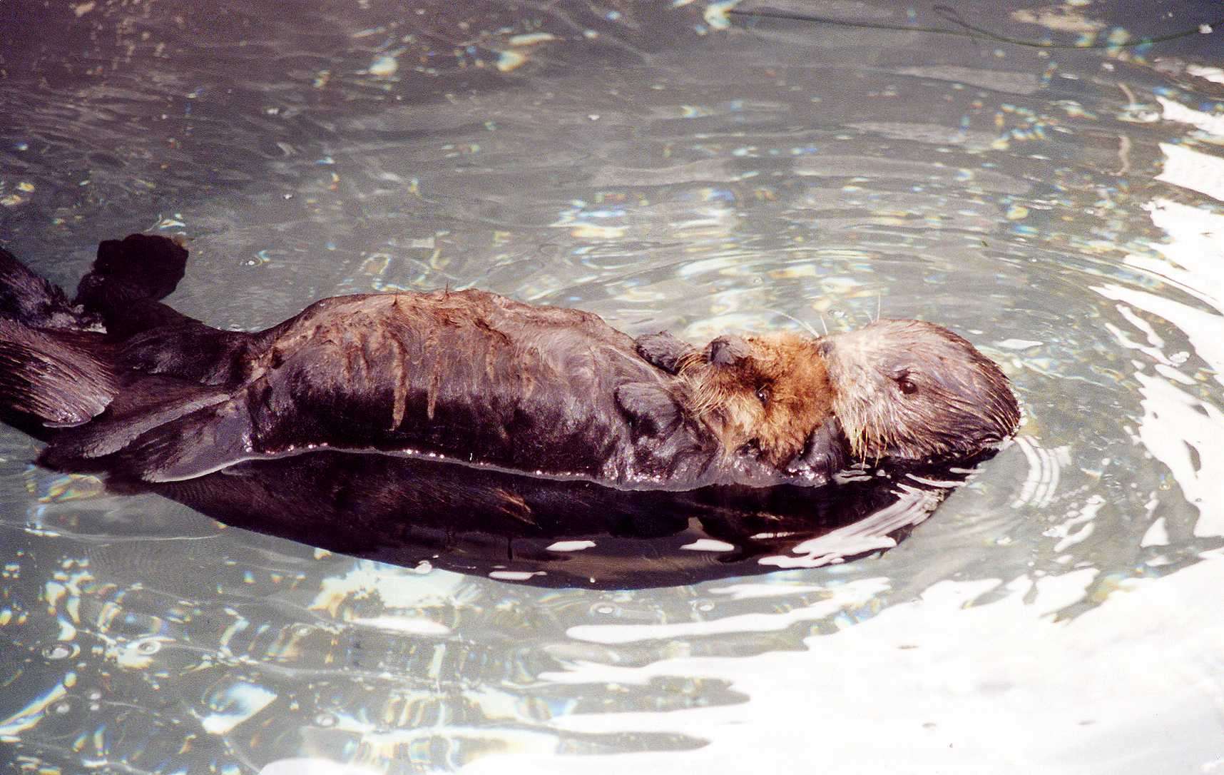 restorative-power-of-sea-otters-stories-monterey-bay-aquarium