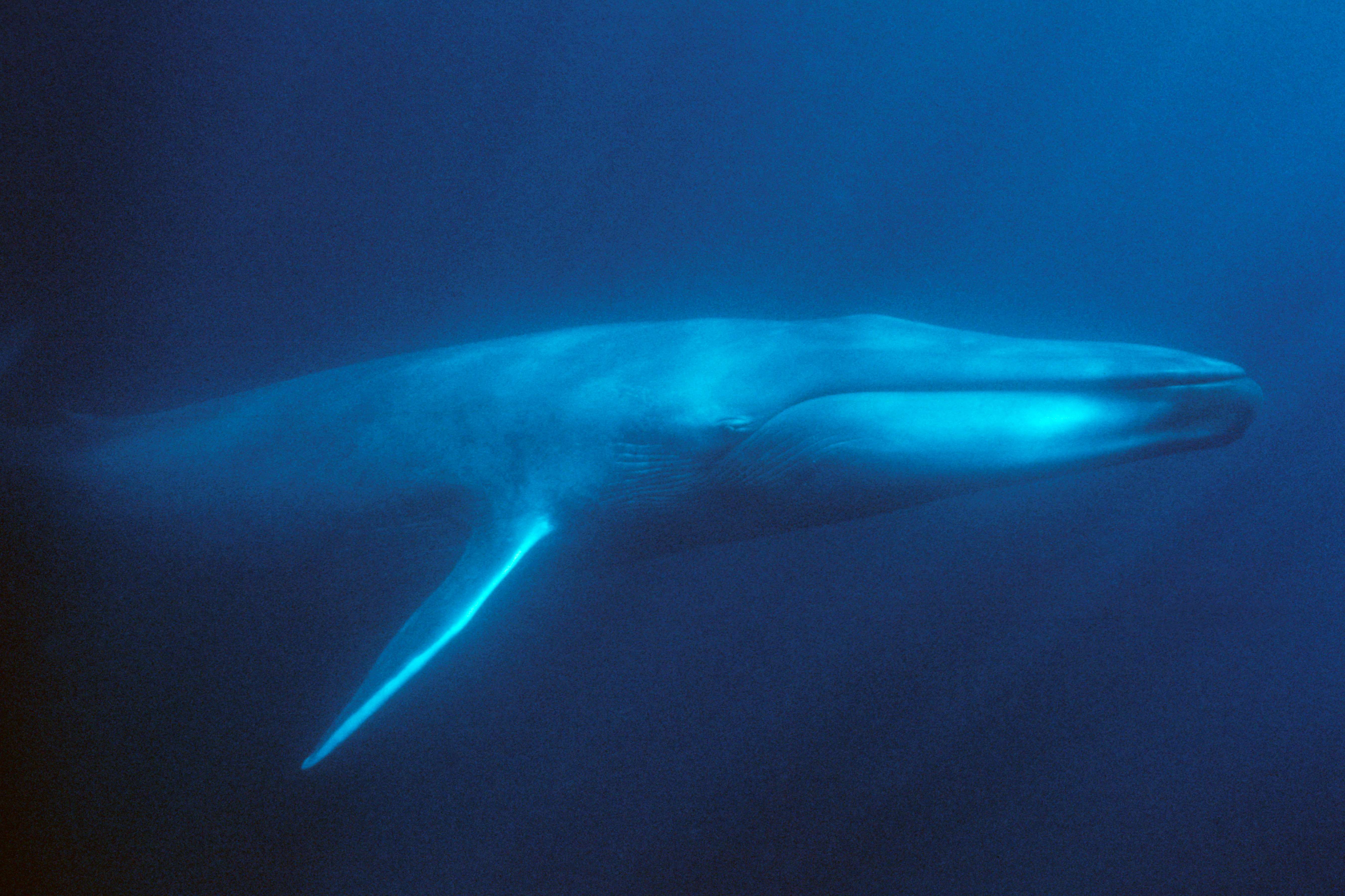 Blue whale | Animals | Monterey Bay Aquarium