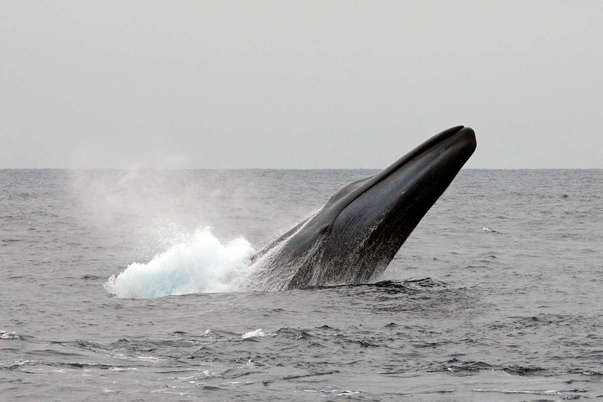 Blue whale | Animals | Monterey Bay Aquarium