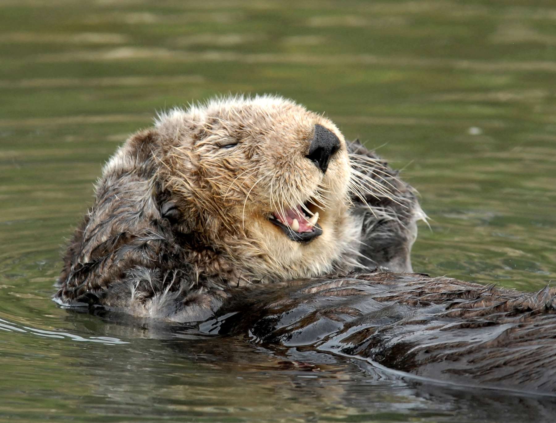 Decoding the sea otter genome | Stories | Monterey Bay Aquarium