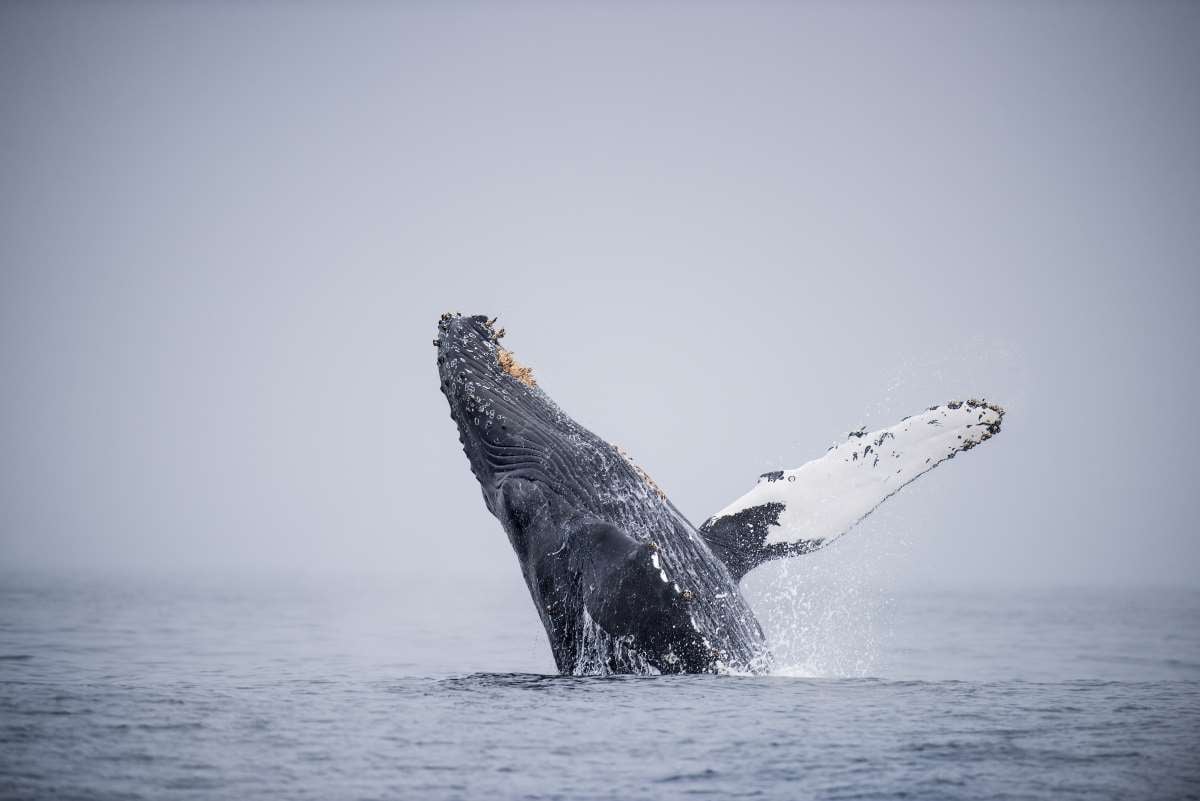 Humpback whale | Animals | Monterey Bay Aquarium