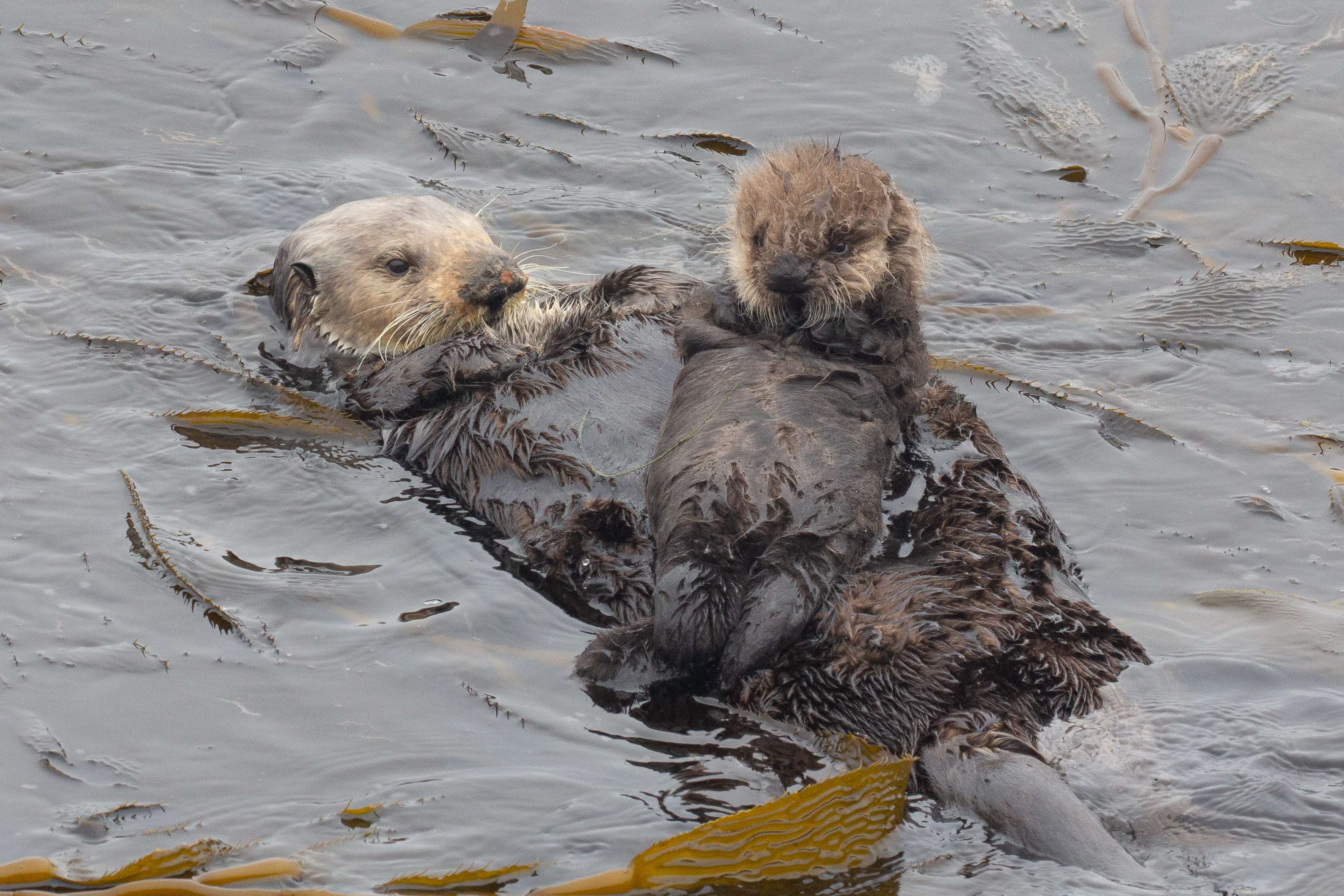 Restorative power of sea otters | Stories | Monterey Bay Aquarium