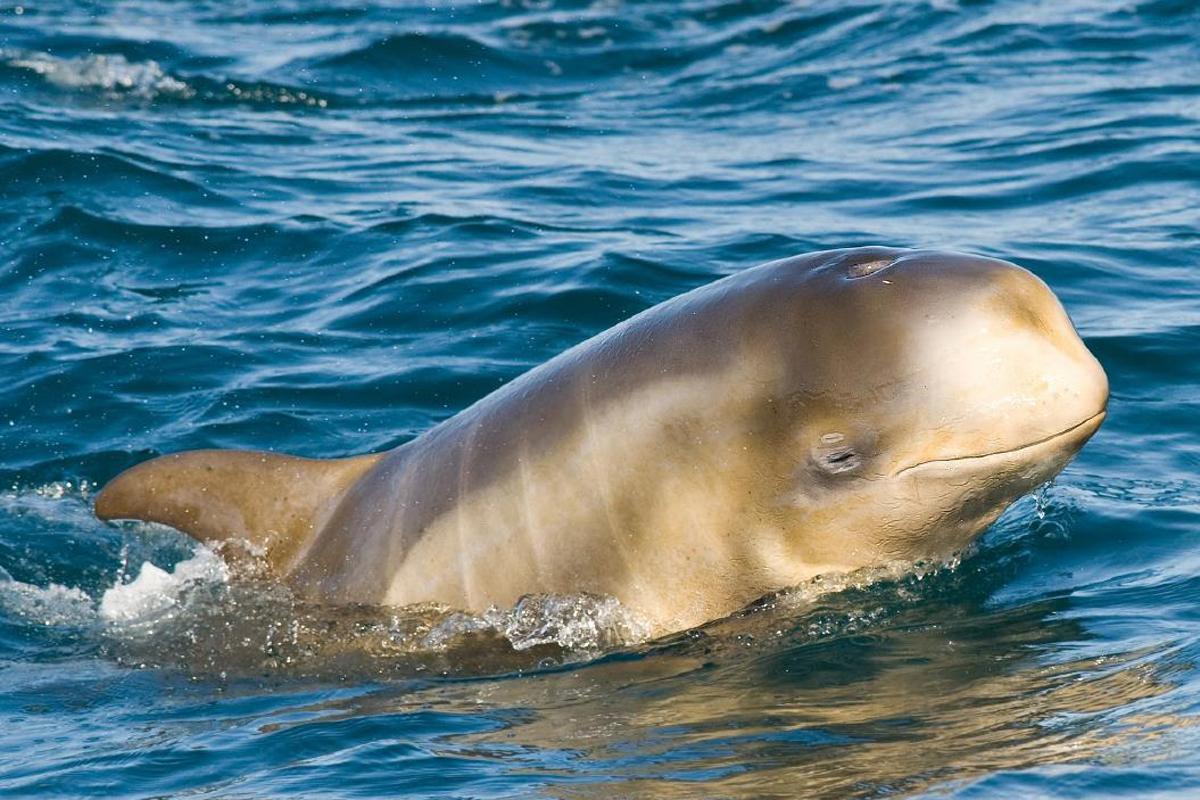 Risso's Dolphin | Animals | Monterey Bay Aquarium