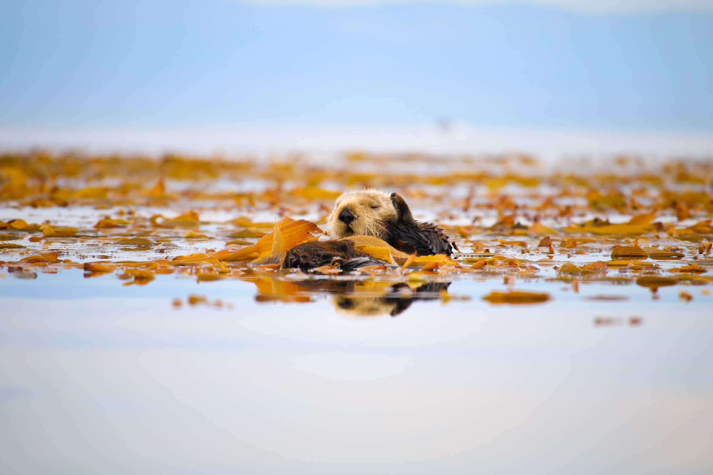 Donate now to support our Sea Otter Program | Monterey Bay Aquarium