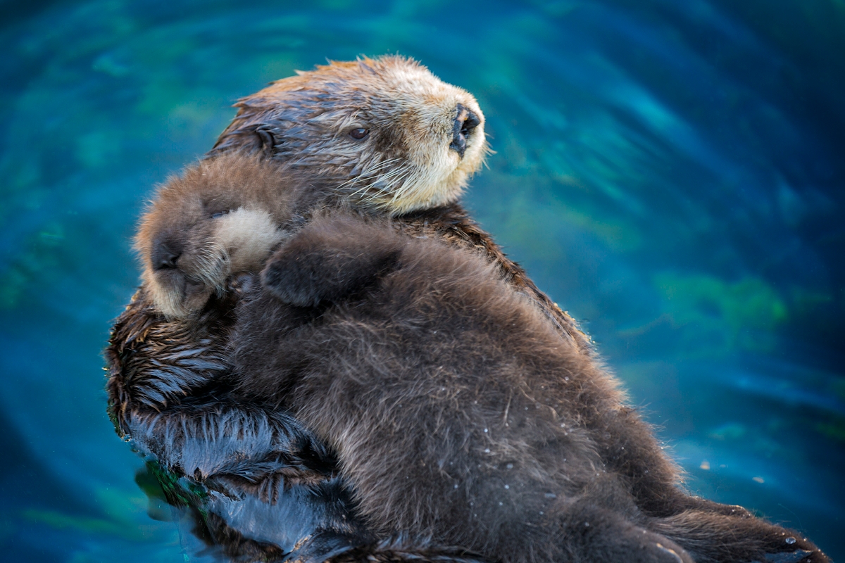 National Ocean Month | Act for the ocean | Monterey Bay Aquarium