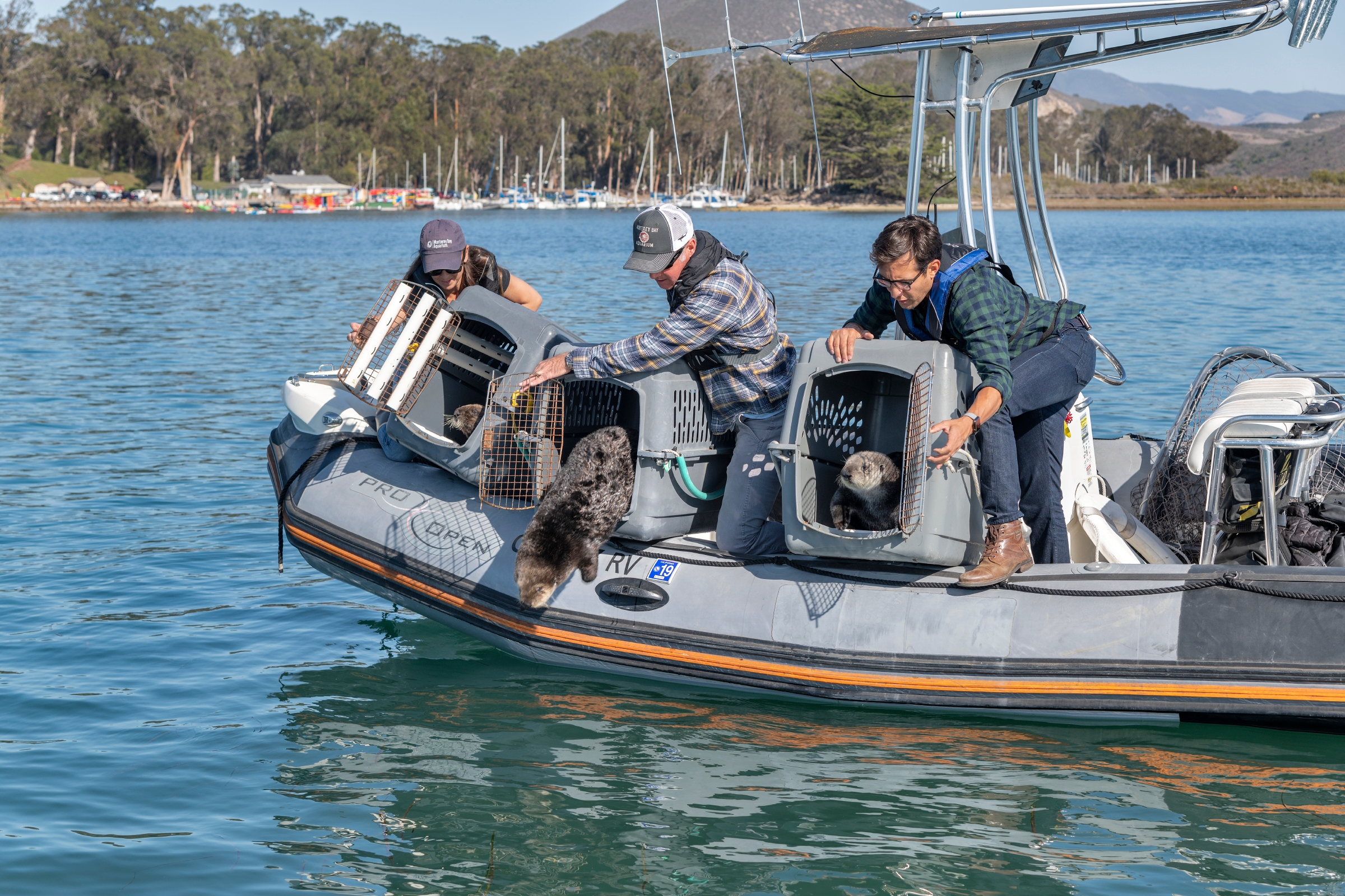 New support for our sea otter recovery work | Monterey Bay Aquarium