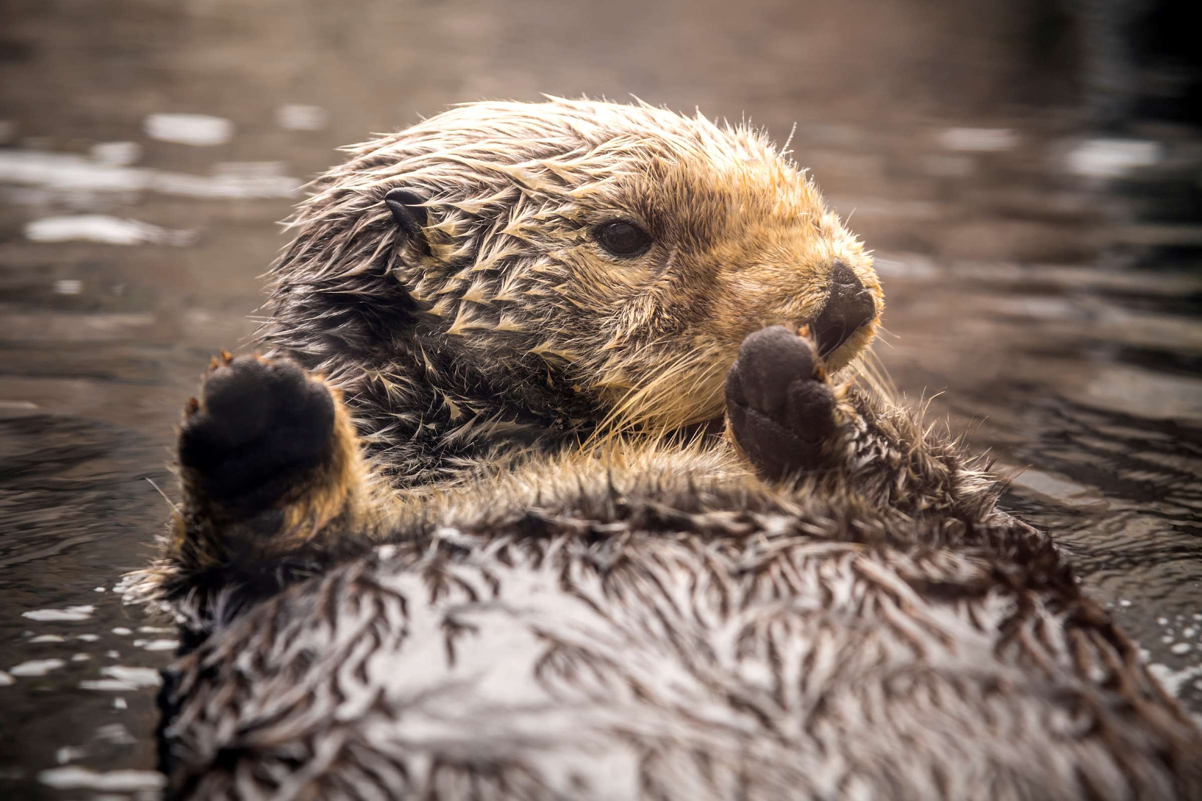 Sea Otters Perilous Path To Recovery Stories Monterey Bay Aquarium