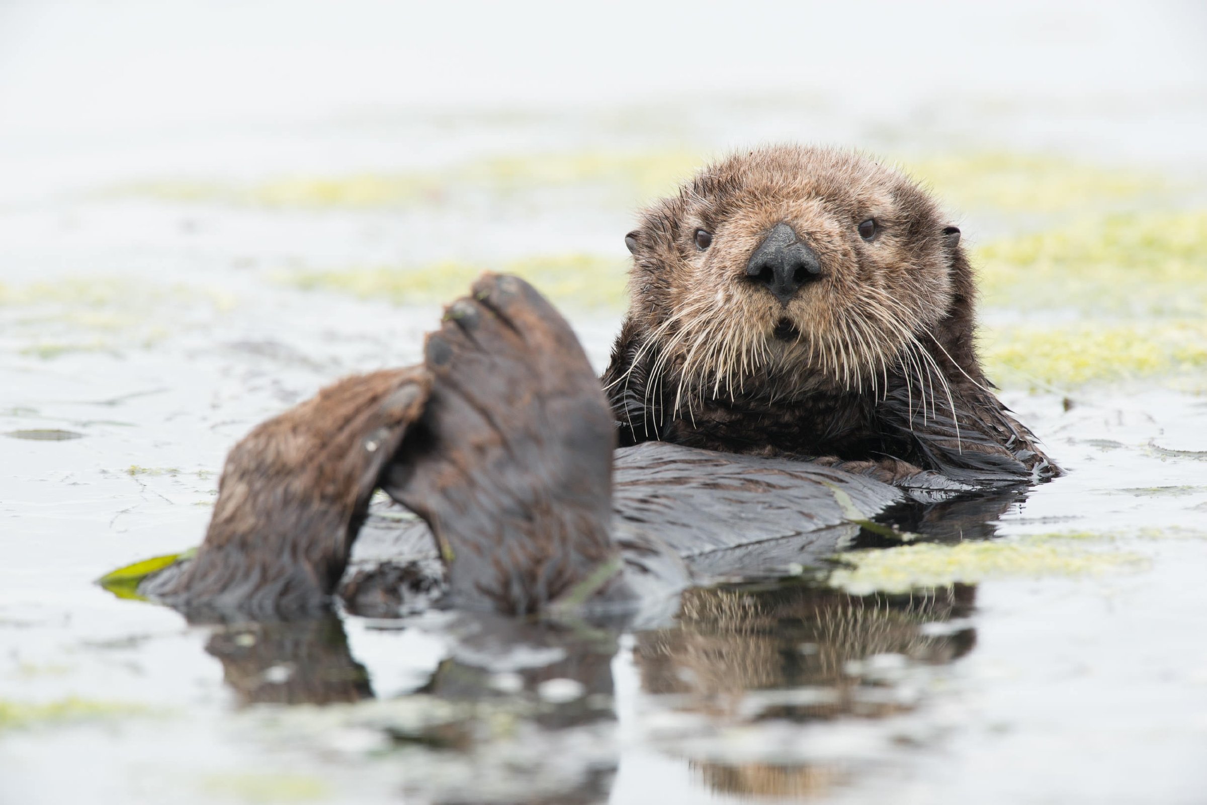 sea otter walking