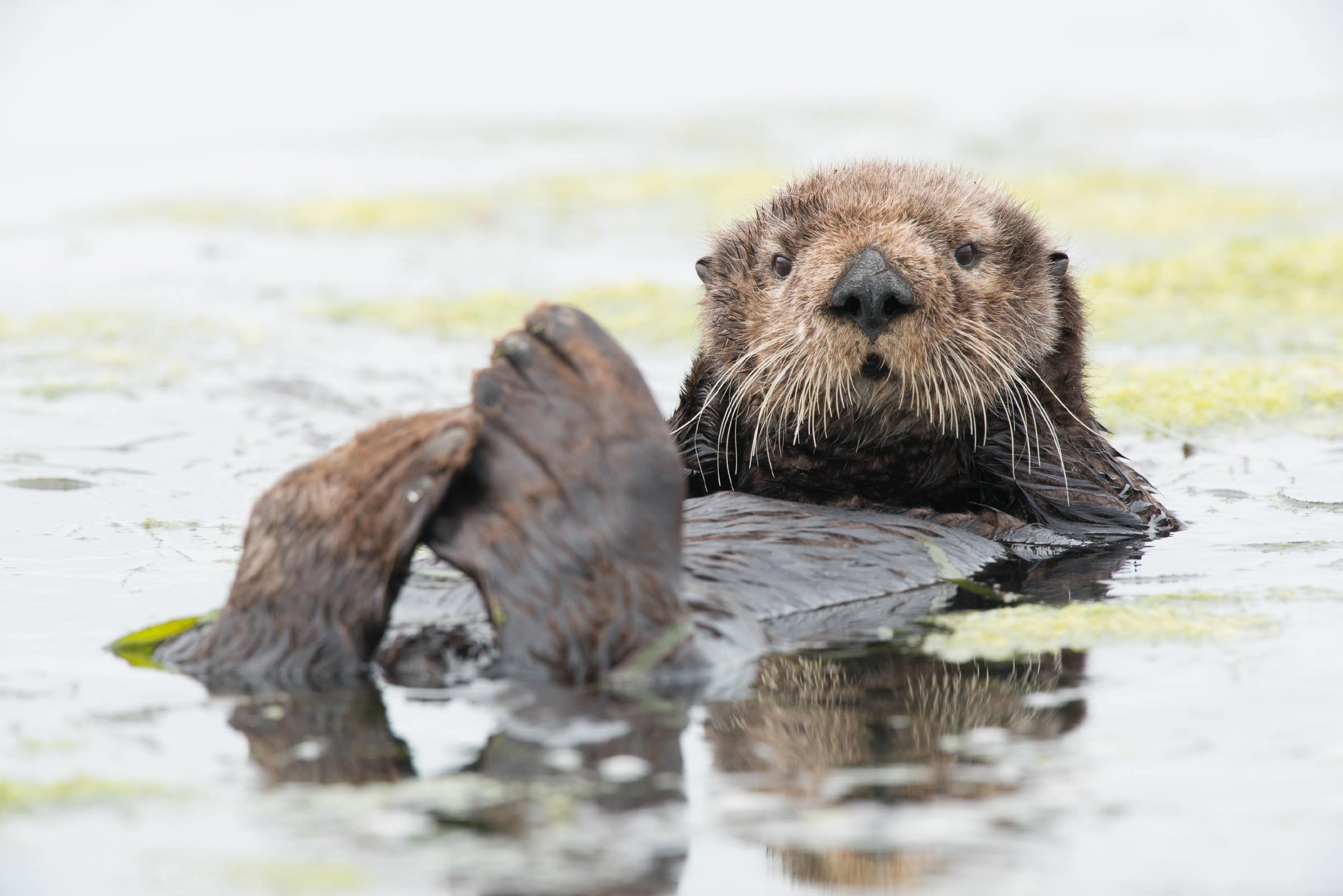 Sea Otter Animals Monterey Bay Aquarium