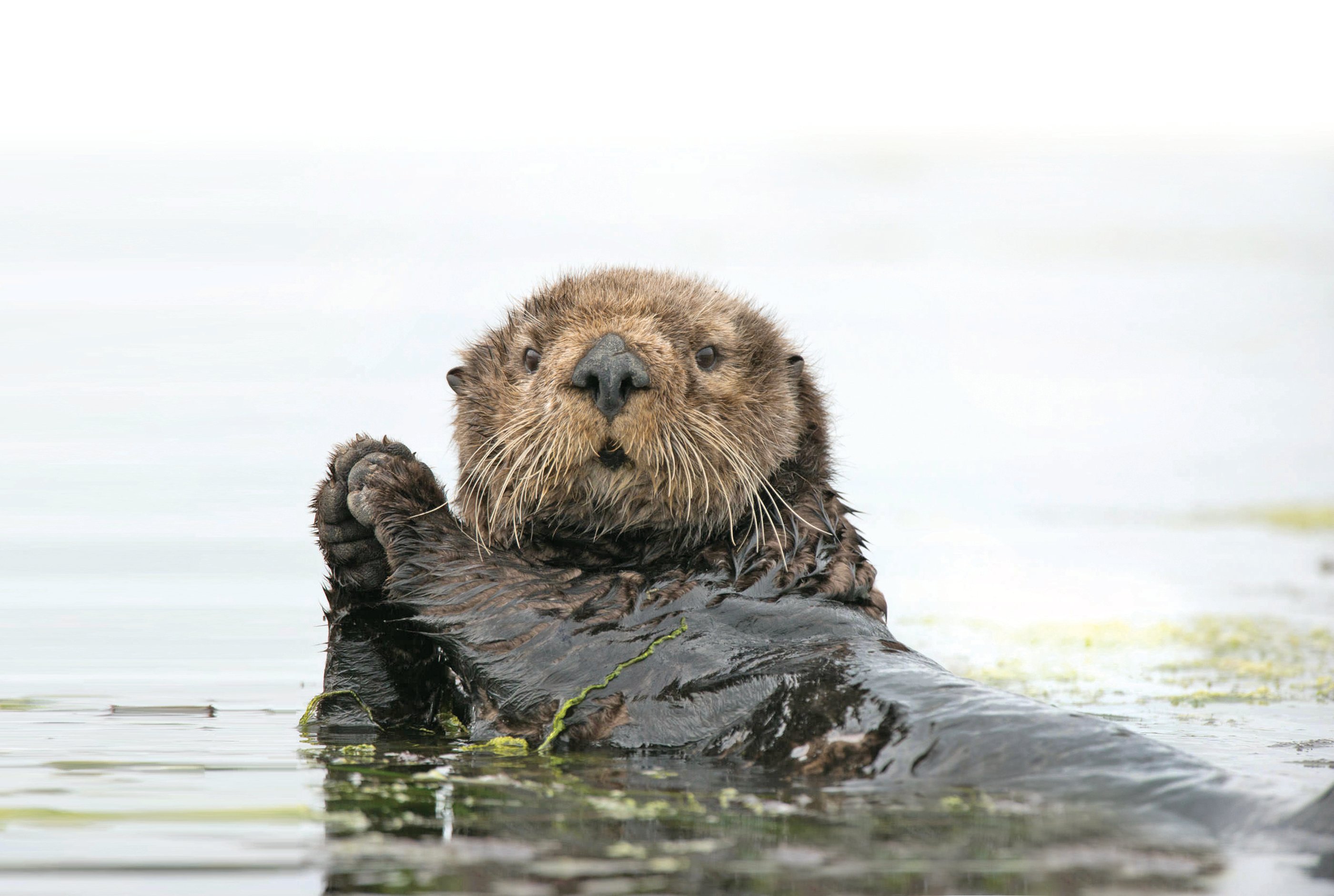 Animal stories | Monterey Bay Aquarium