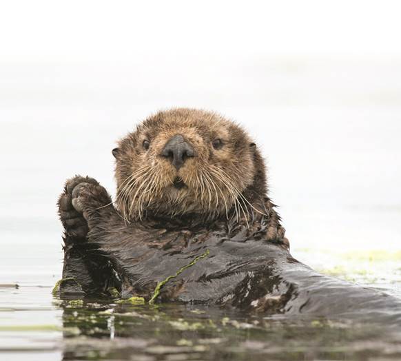 Donate now to support our Sea Otter Program | Monterey Bay Aquarium