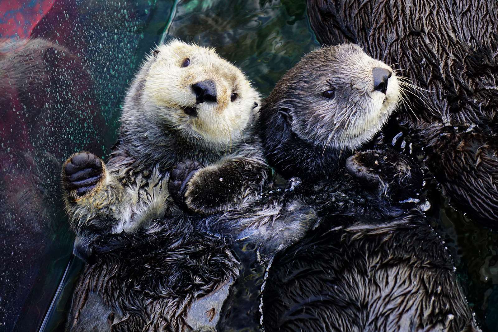 cute sea otters