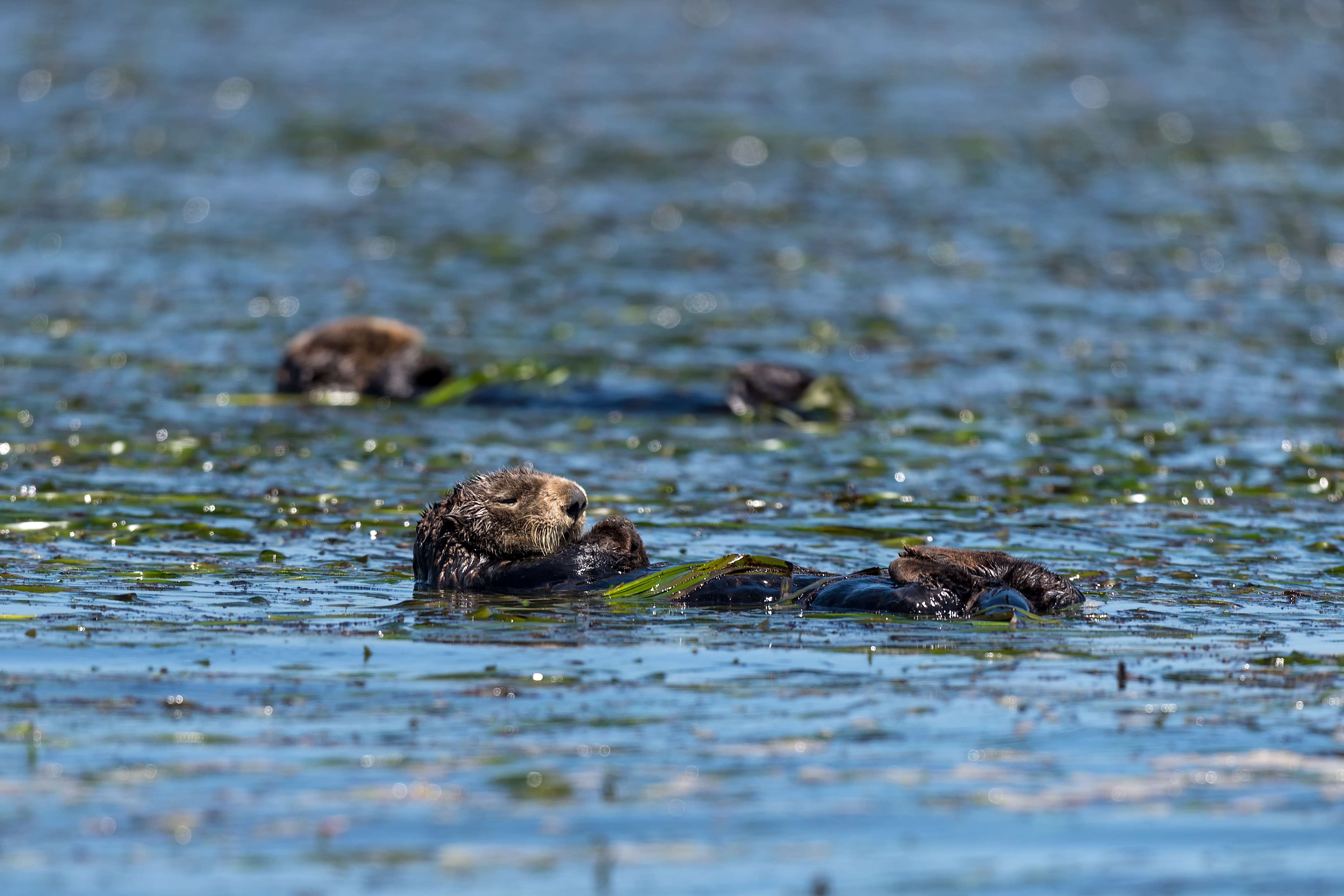 Restorative power of sea otters | Stories | Monterey Bay Aquarium