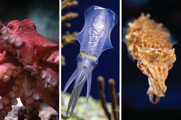 Cephalapod Image Gallery | Stories | Monterey Bay Aquarium