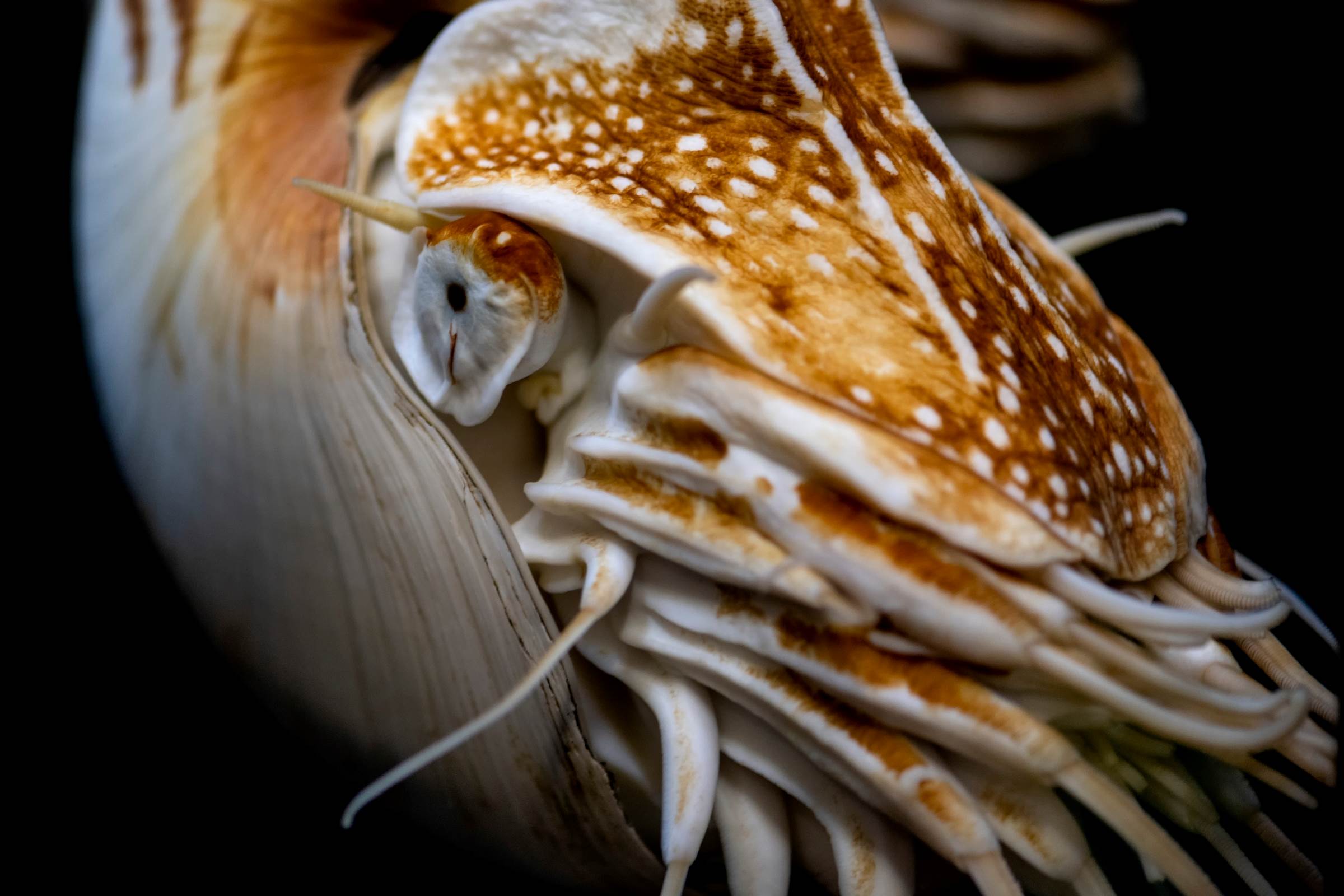 Chambered nautilus | Animals | Monterey Bay Aquarium