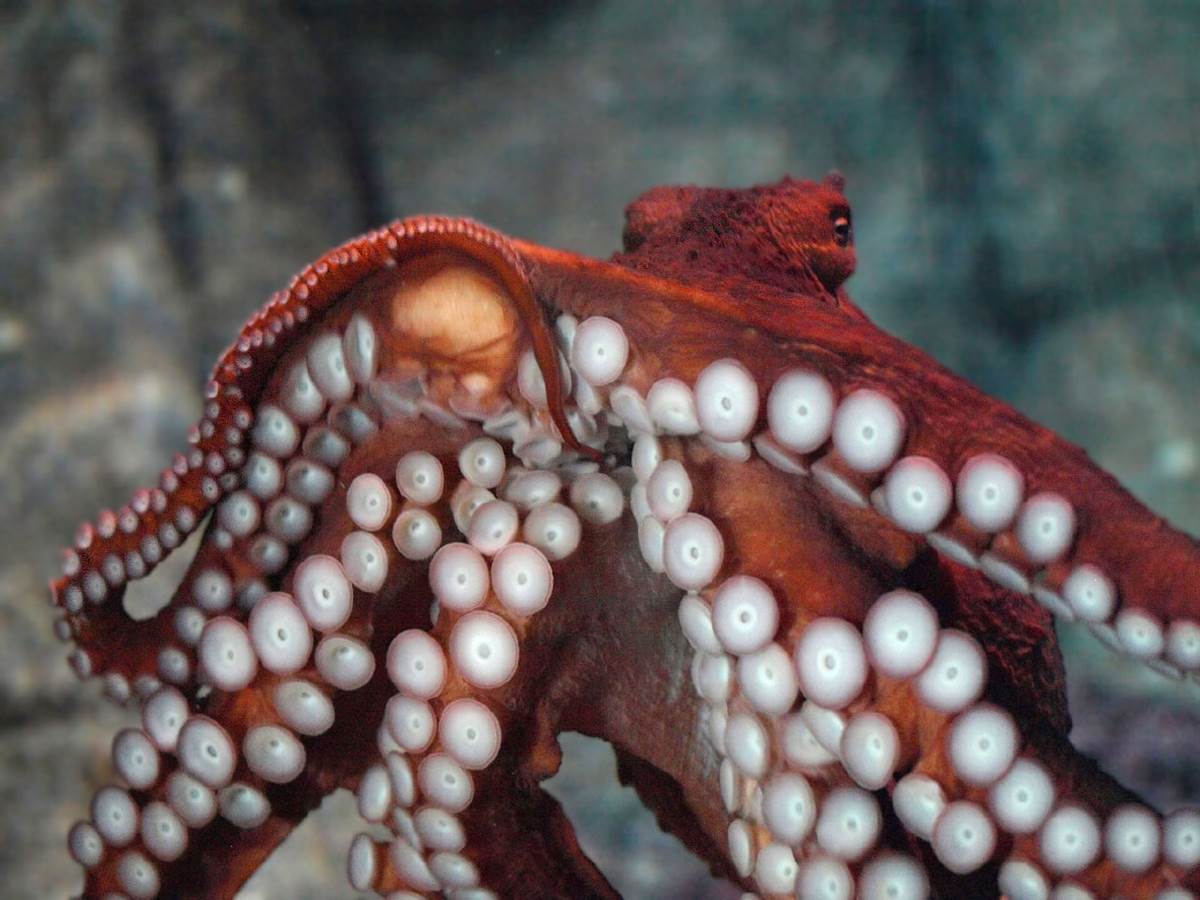 large flippable octopus