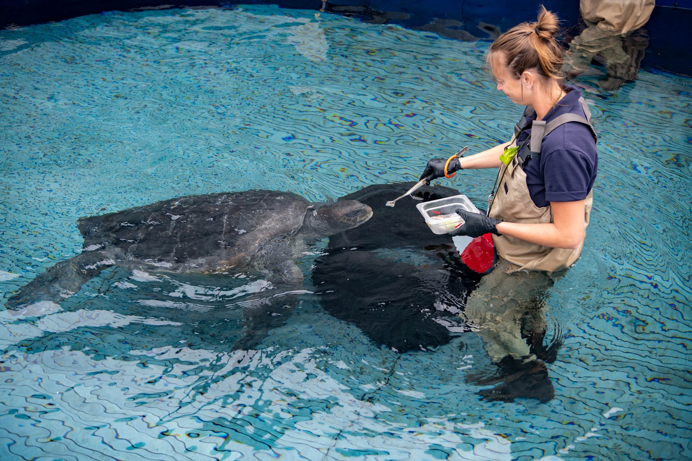 Animal care | Monterey Bay Aquarium