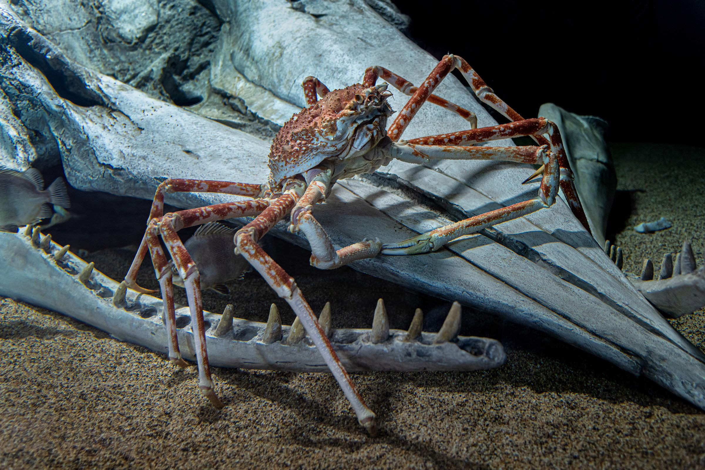 Japanese Spider Crab Nature Deep Sea Creatures Ocean Creatures | My XXX ...
