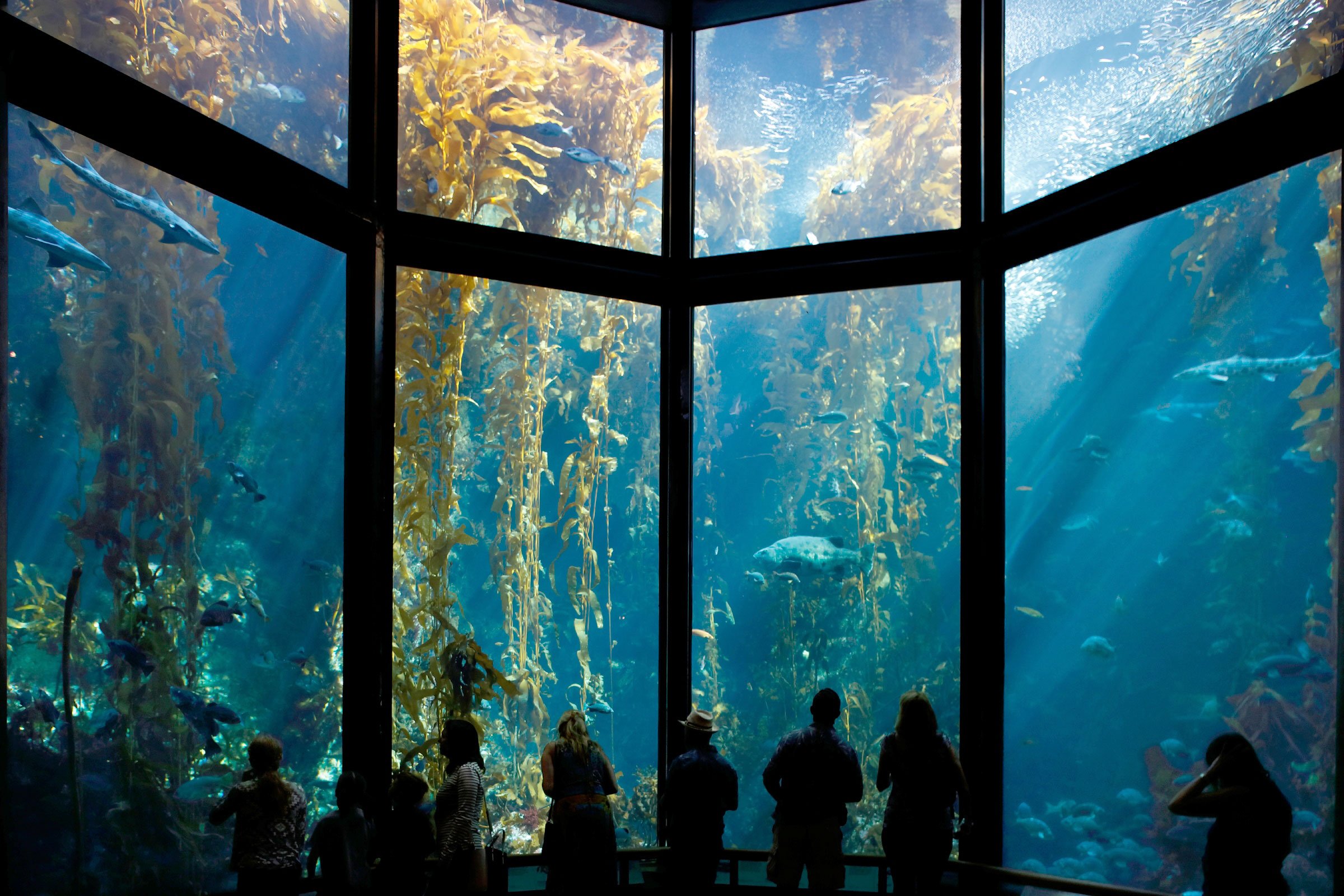 Discover And Go Monterey Bay Aquarium - Kelp Forest Rw16 316 1
