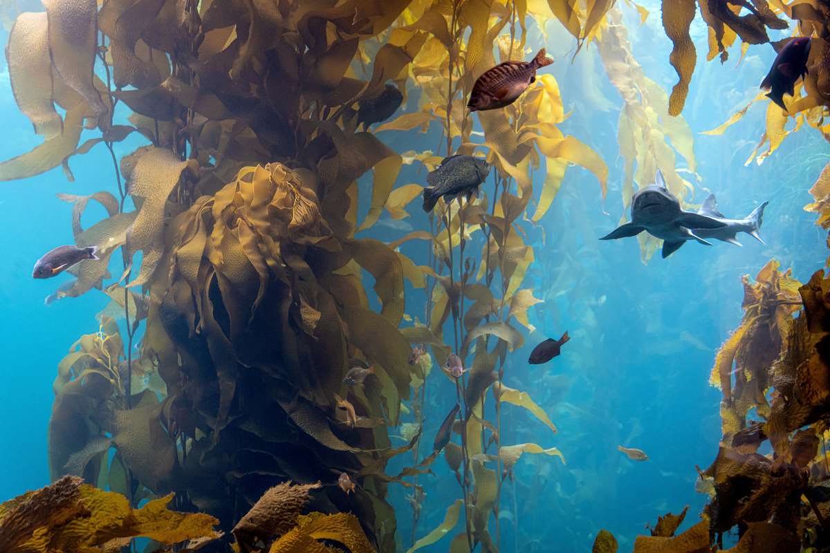 Reconstruction of the Kelp Forest, the Heart of the Aquarium