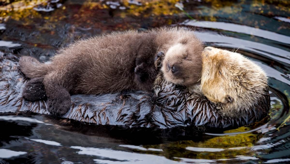 California’s sea otters need more space to grow | Monterey Bay Aquarium
