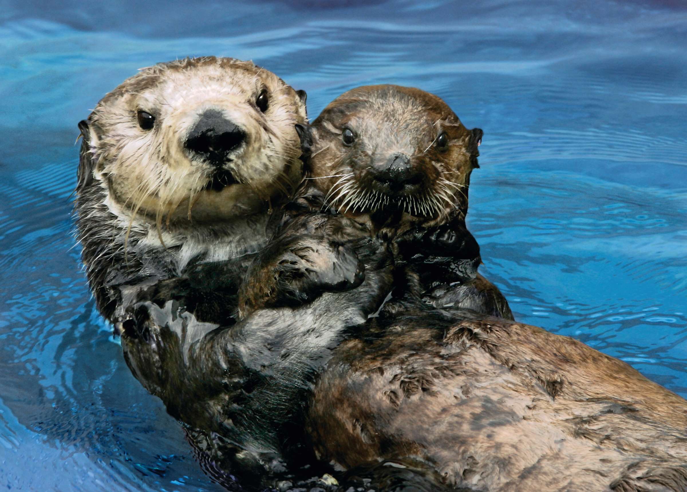 Sea otter surrogacy | Stories | Monterey Bay Aquarium