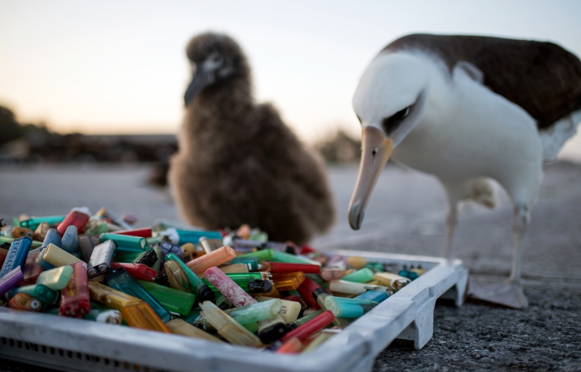sea gull trapped in plastic six pack holder pollution Stock Photo - Alamy