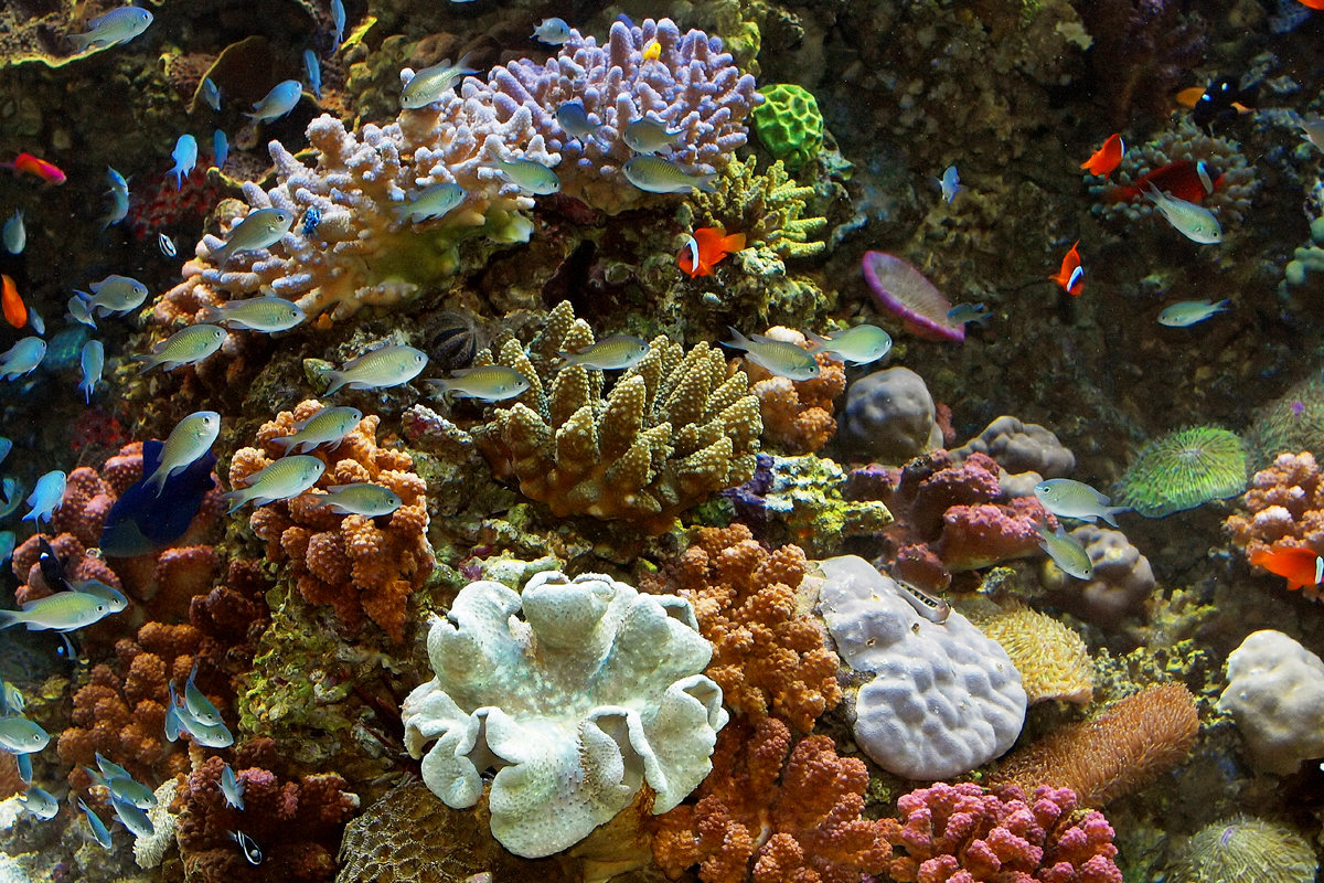  Underwater Coral Reef Wildlife Men's Brief Soft