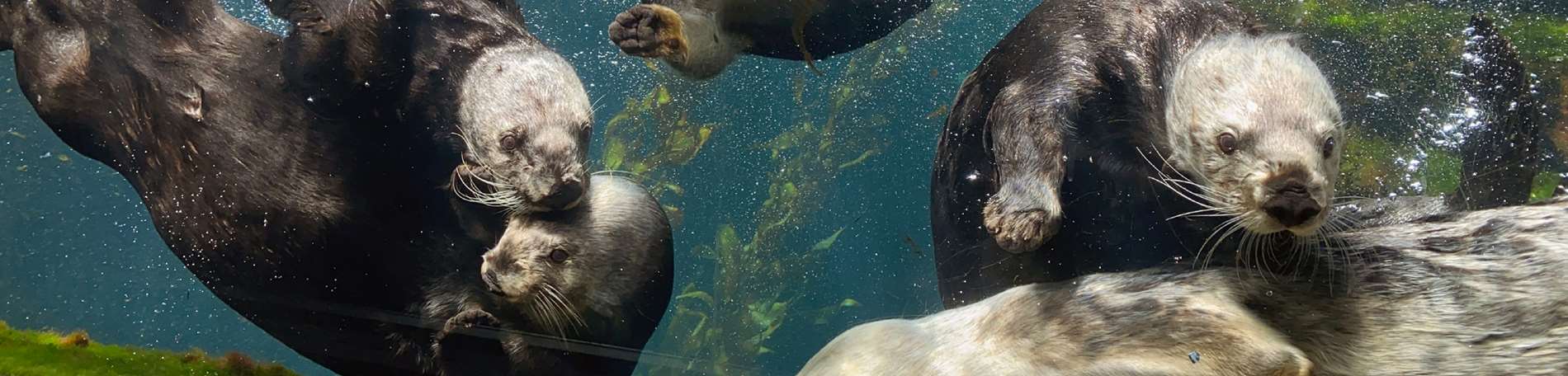 Sea Otter Awareness Week | Special Event | Monterey Bay Aquarium