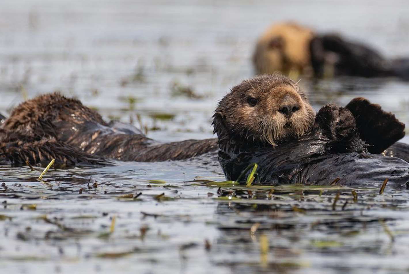 Sea otters can be furry climate warriors | Stories | Monterey Bay Aquarium