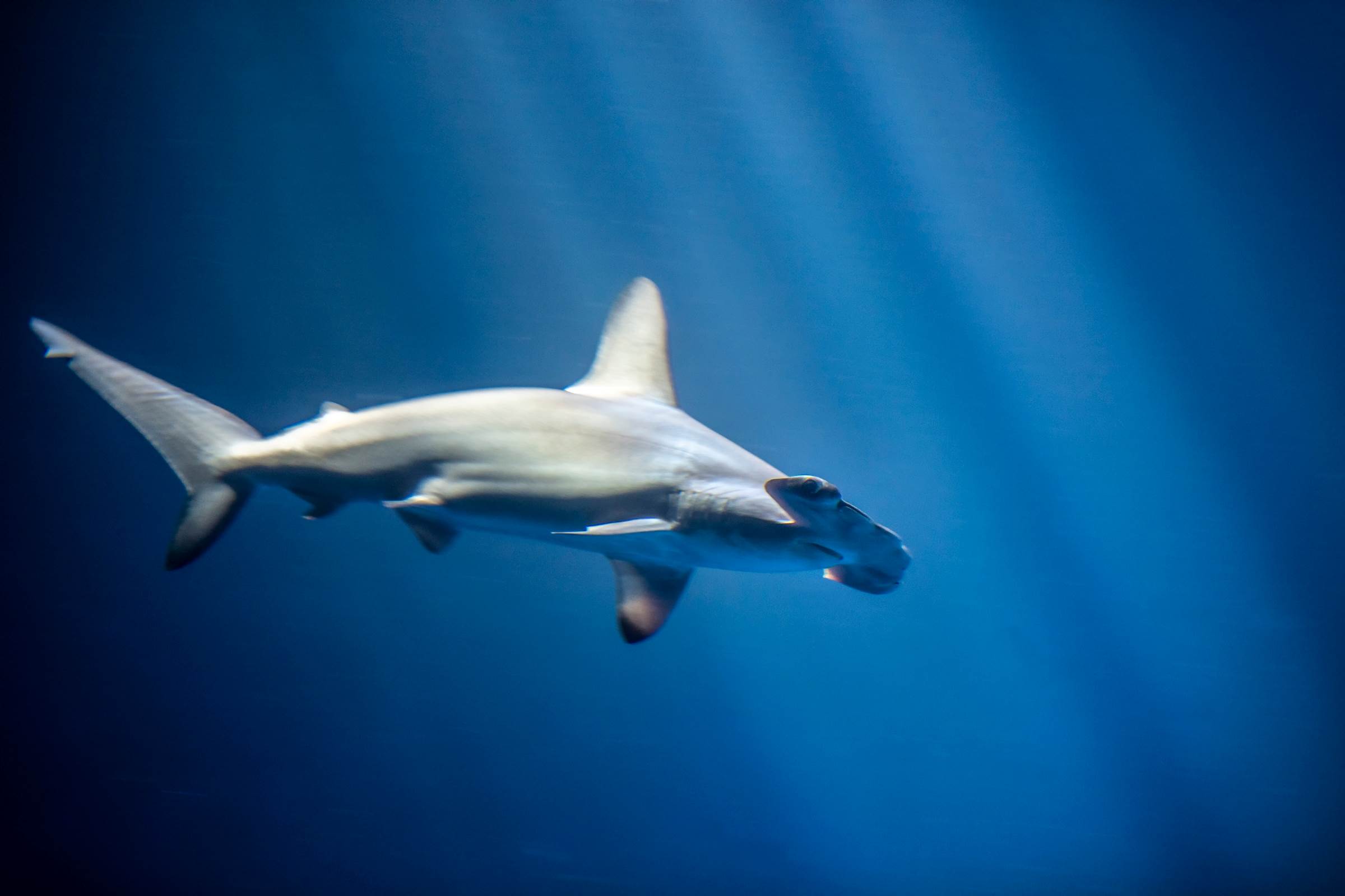 Open Sea exhibit | Image gallery | Monterey Bay Aquarium