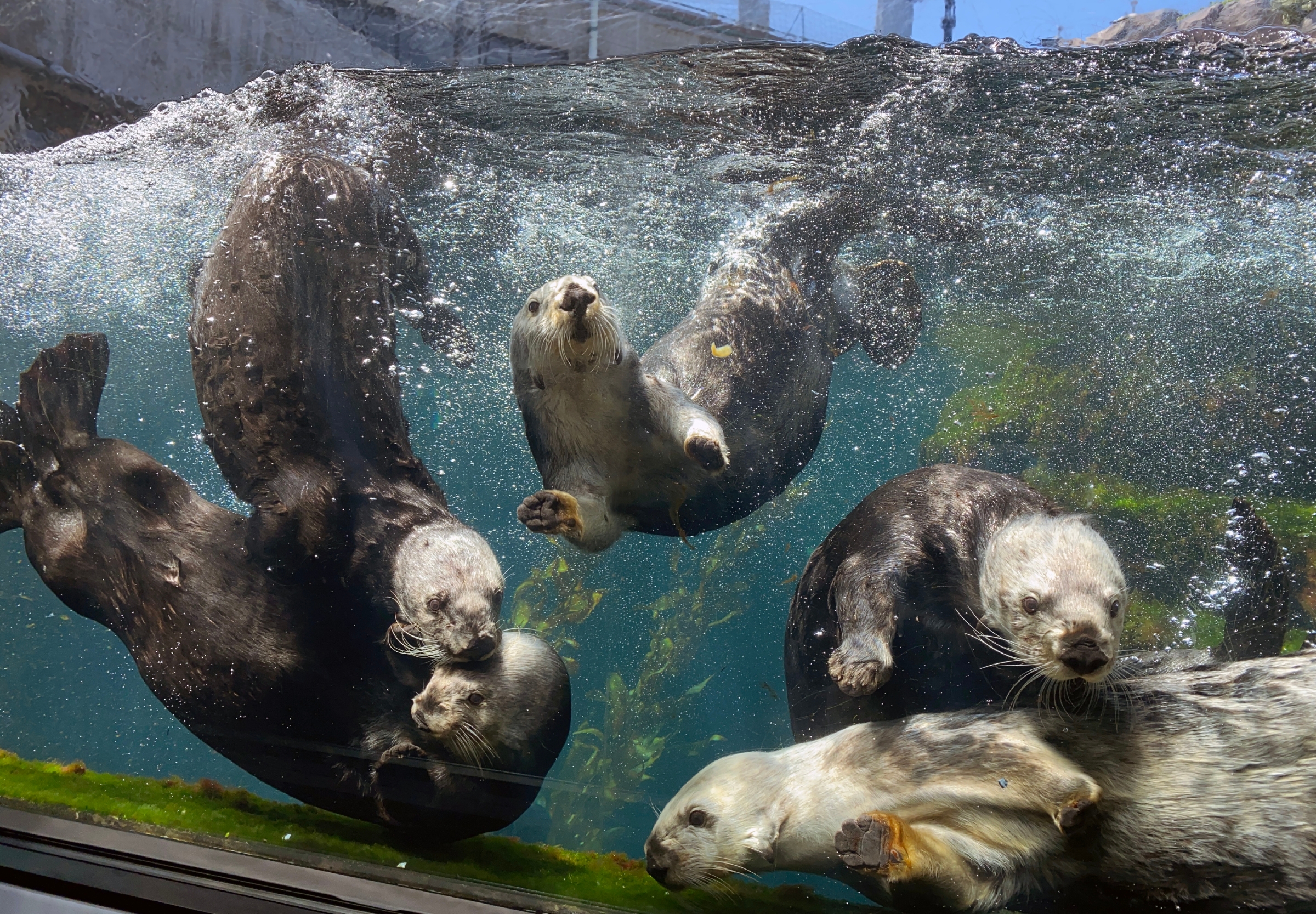 Sea Otter Awareness Week Special Event Monterey Bay Aquarium