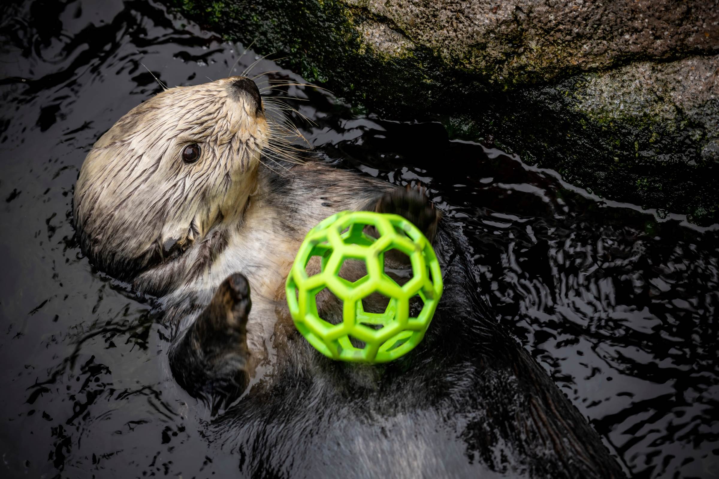 Sea Otter exhibit | Image gallery | Monterey Bay Aquarium