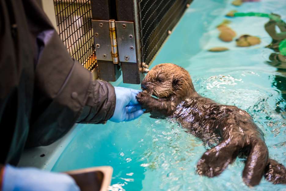 Sea Otter Awareness Week Special Event Monterey Bay Aquarium