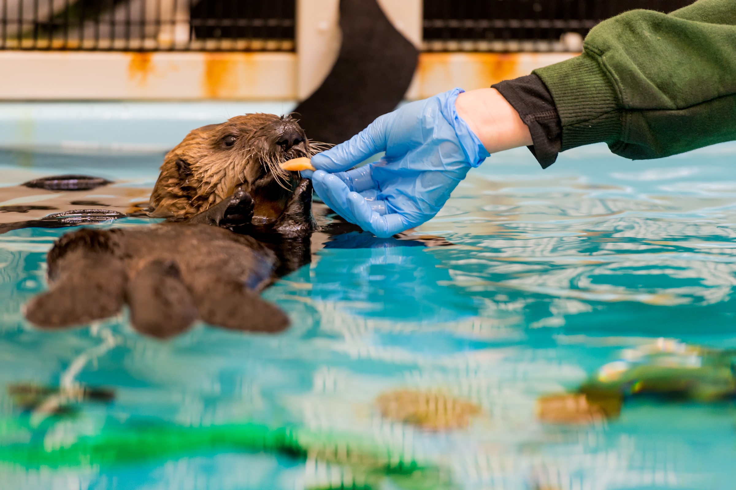 Sea Otter Program | Image gallery | Monterey Bay Aquarium