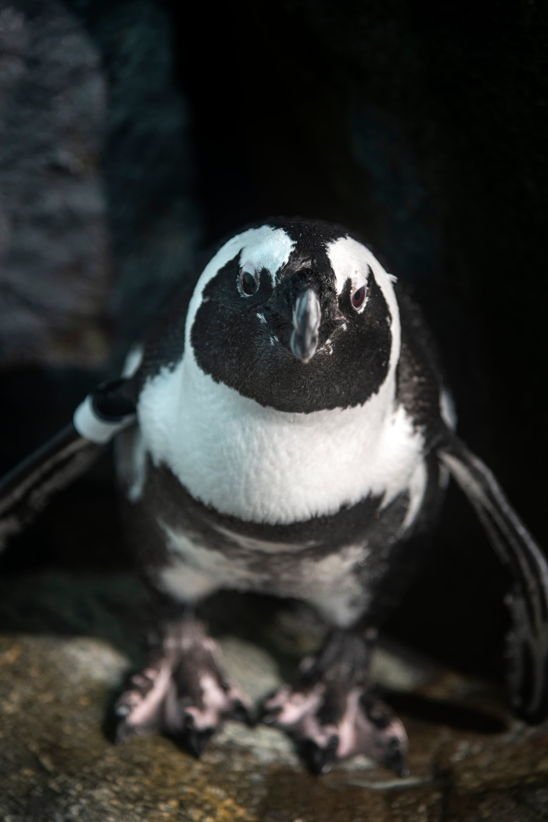 Splash Zone & Penguins Exhibit | Image Gallery | Monterey Bay Aquarium