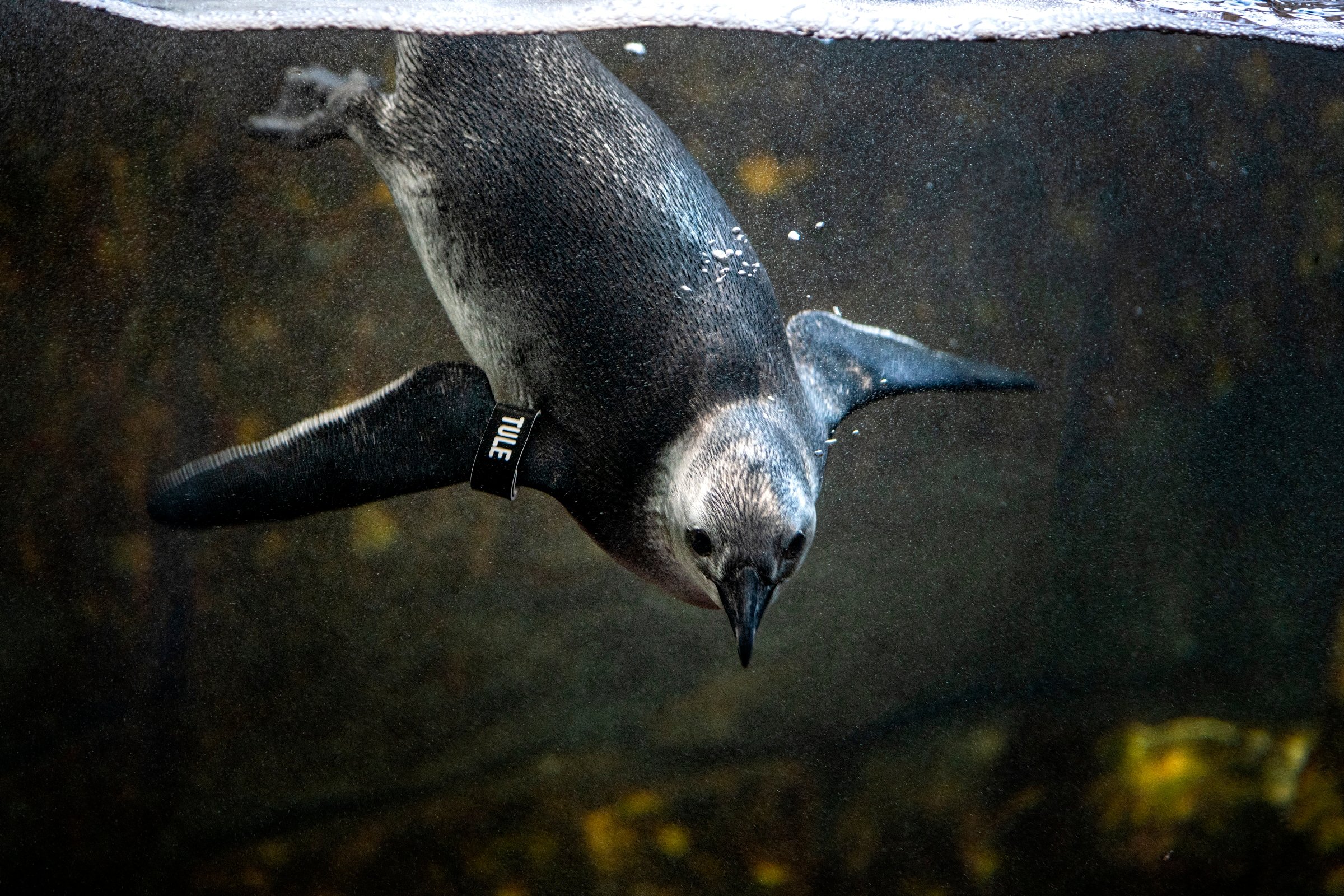 Splash Zone & Penguins Exhibit | Image Gallery | Monterey Bay Aquarium