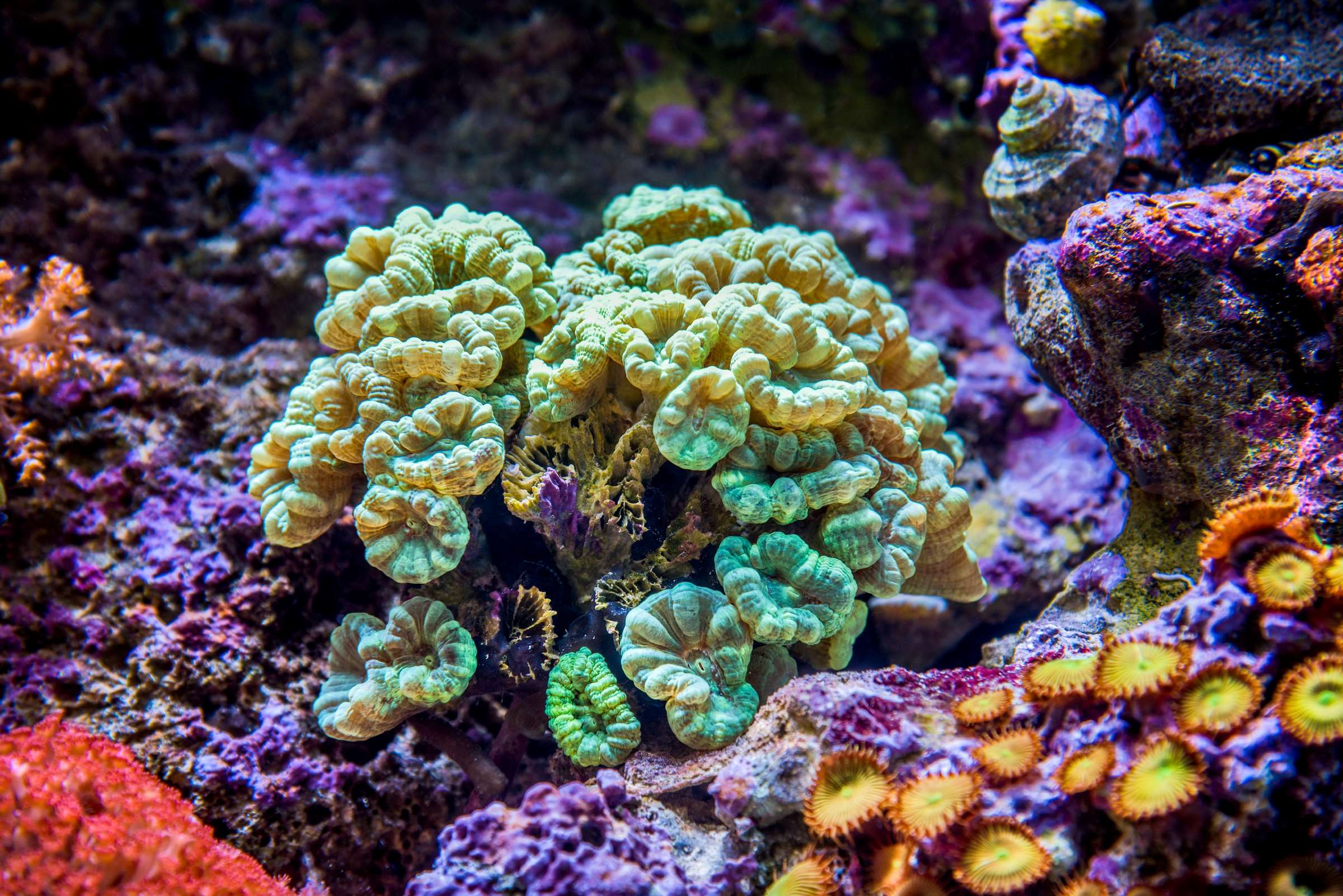 ¡Bienvenides! | Monterey Bay Aquarium