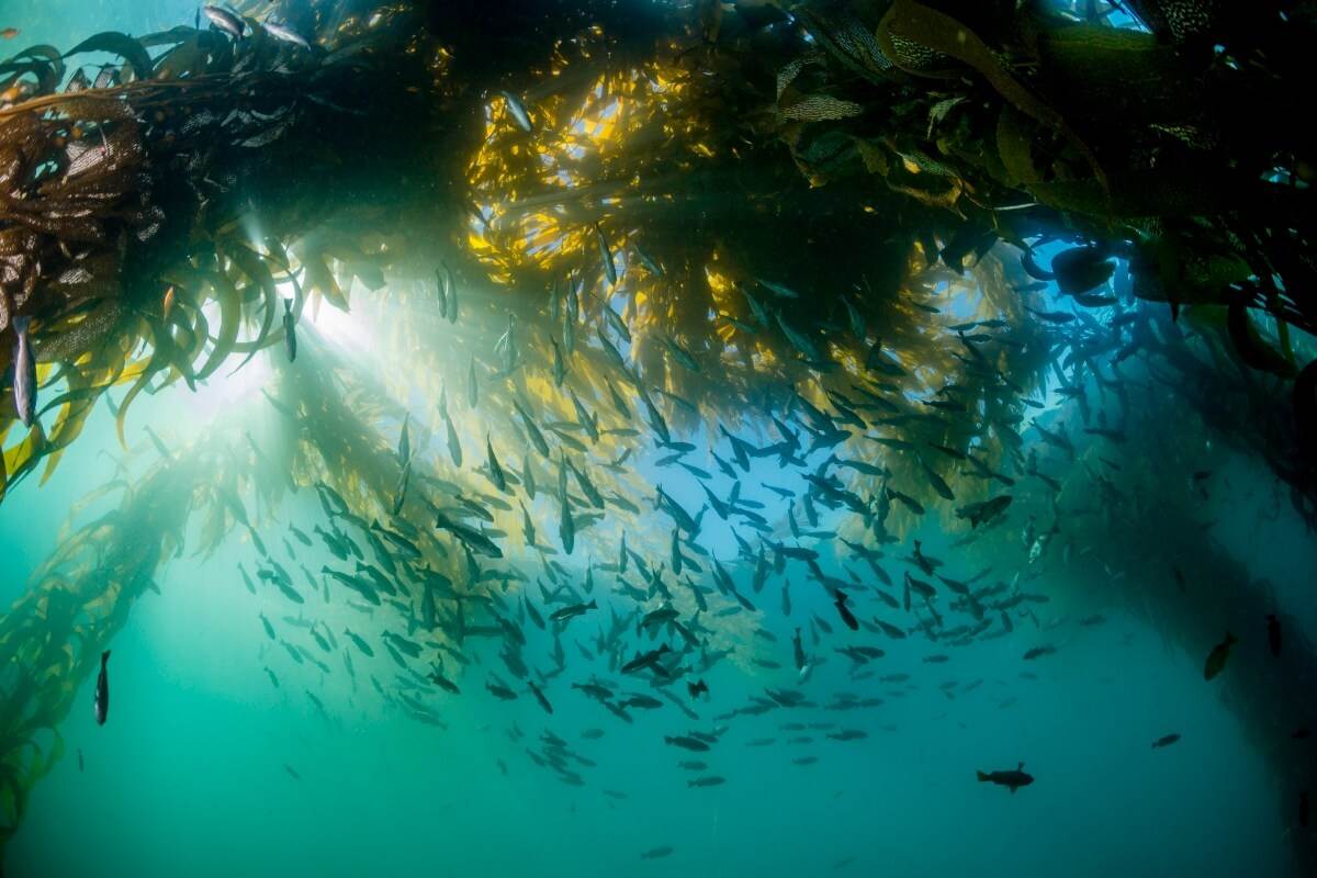 Monterey Bay Aquarium