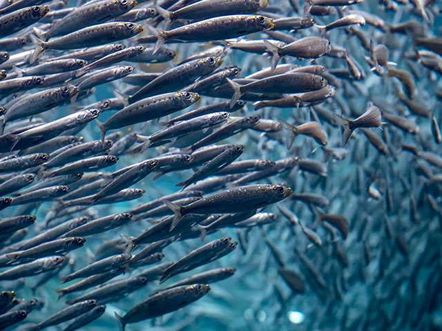 ¡Bienvenides! | Monterey Bay Aquarium