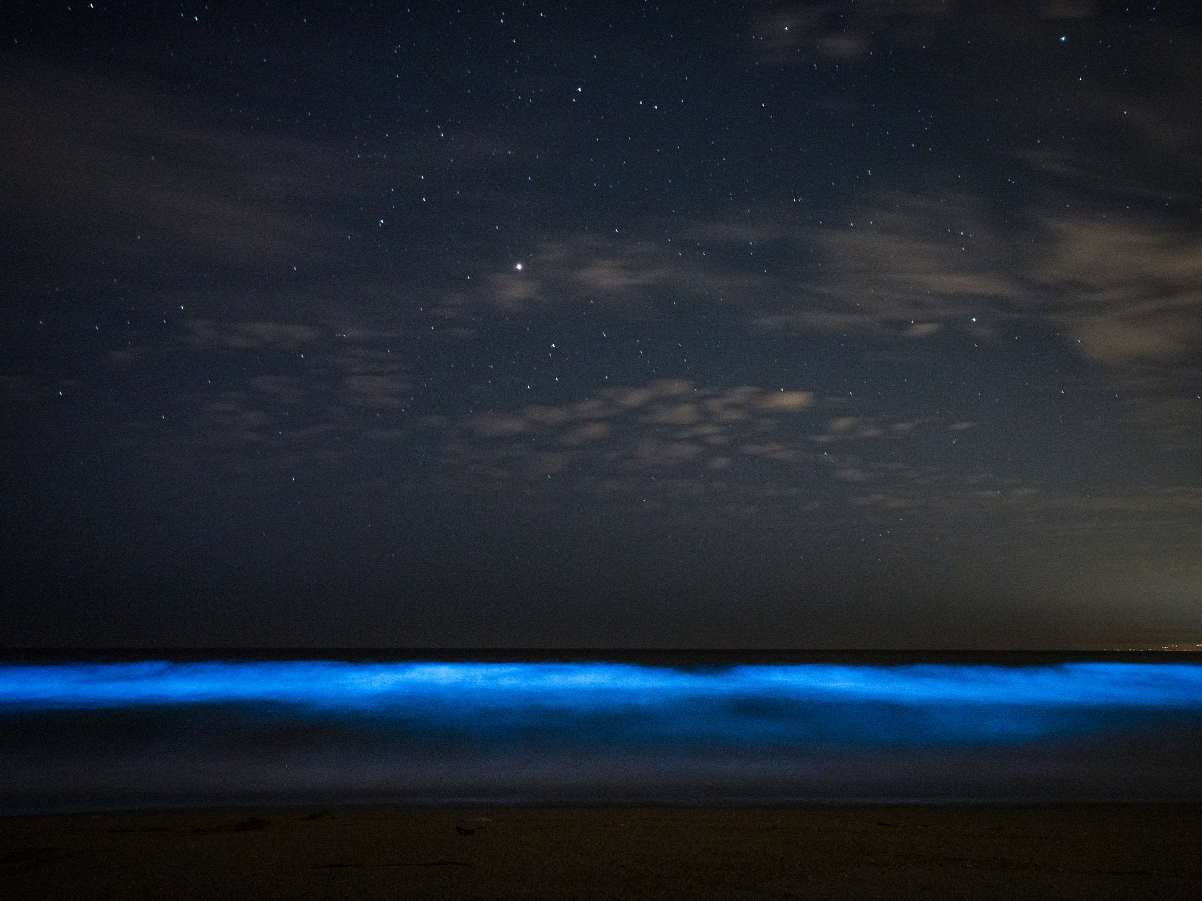 The Magic Of Bioluminescence 