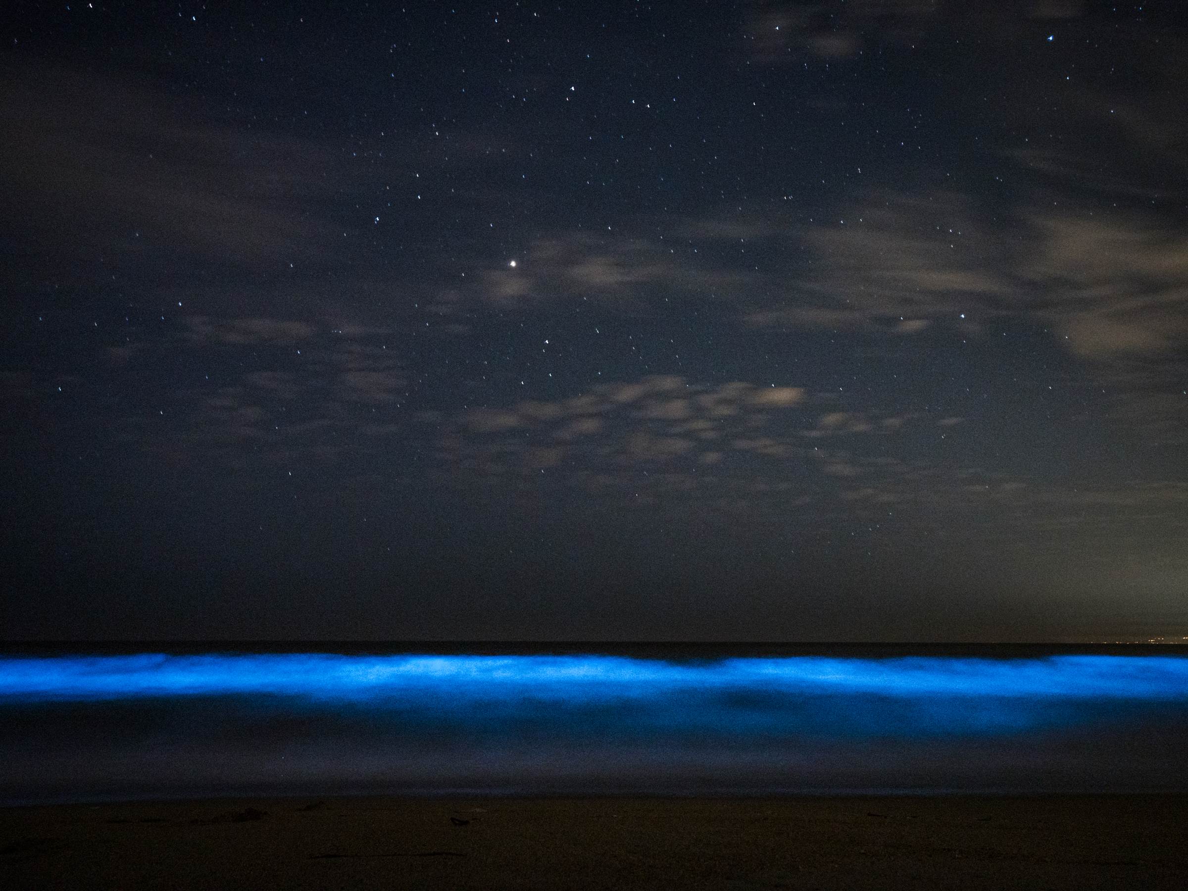 The magic of bioluminescence | Stories | Monterey Bay Aquarium