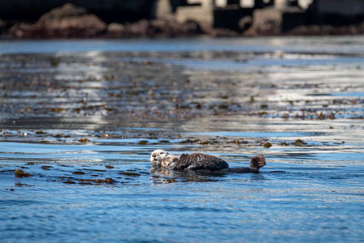 Just add otter | Stories | Monterey Bay Aquarium