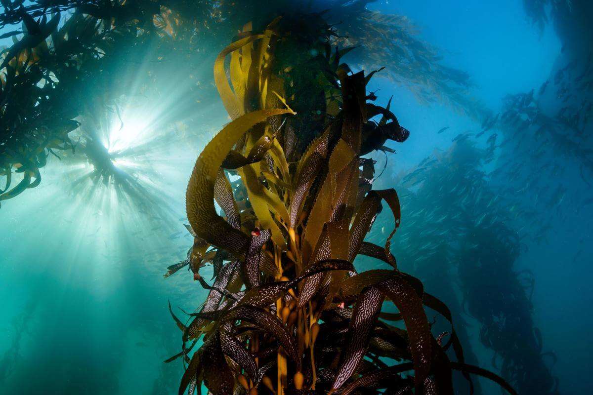 Kelp, eelgrass, and oyster beds: three superpowered ecosystems ...