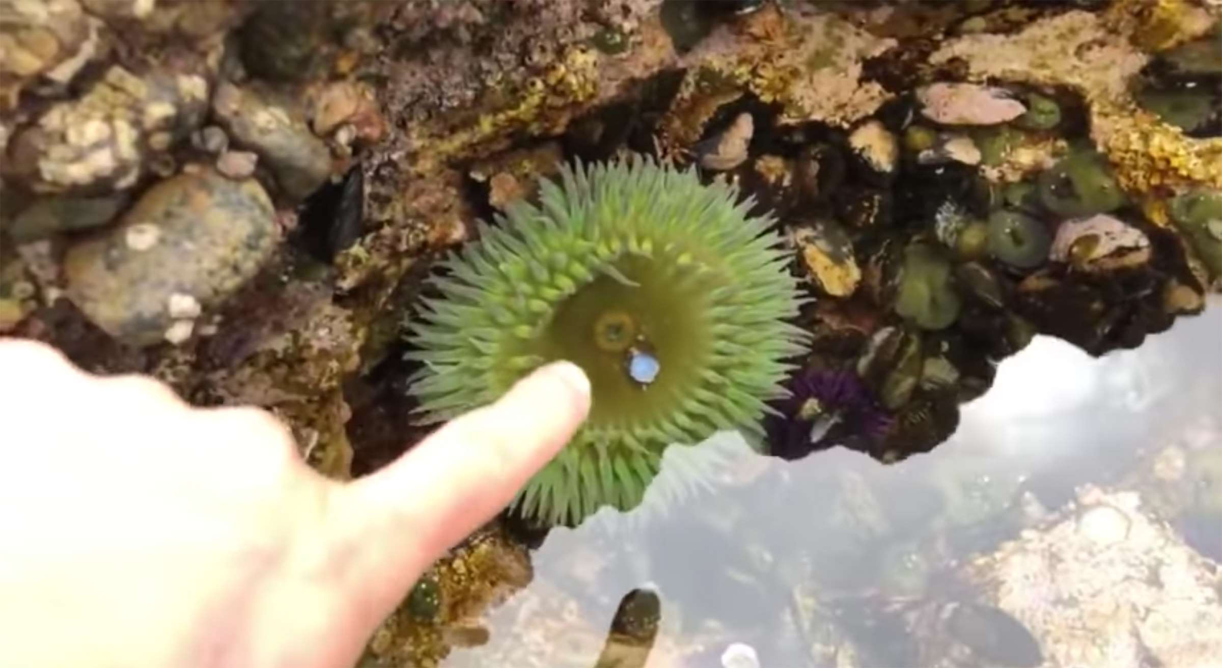 Teenagers rock pool fishing and exploring the low tide sea water