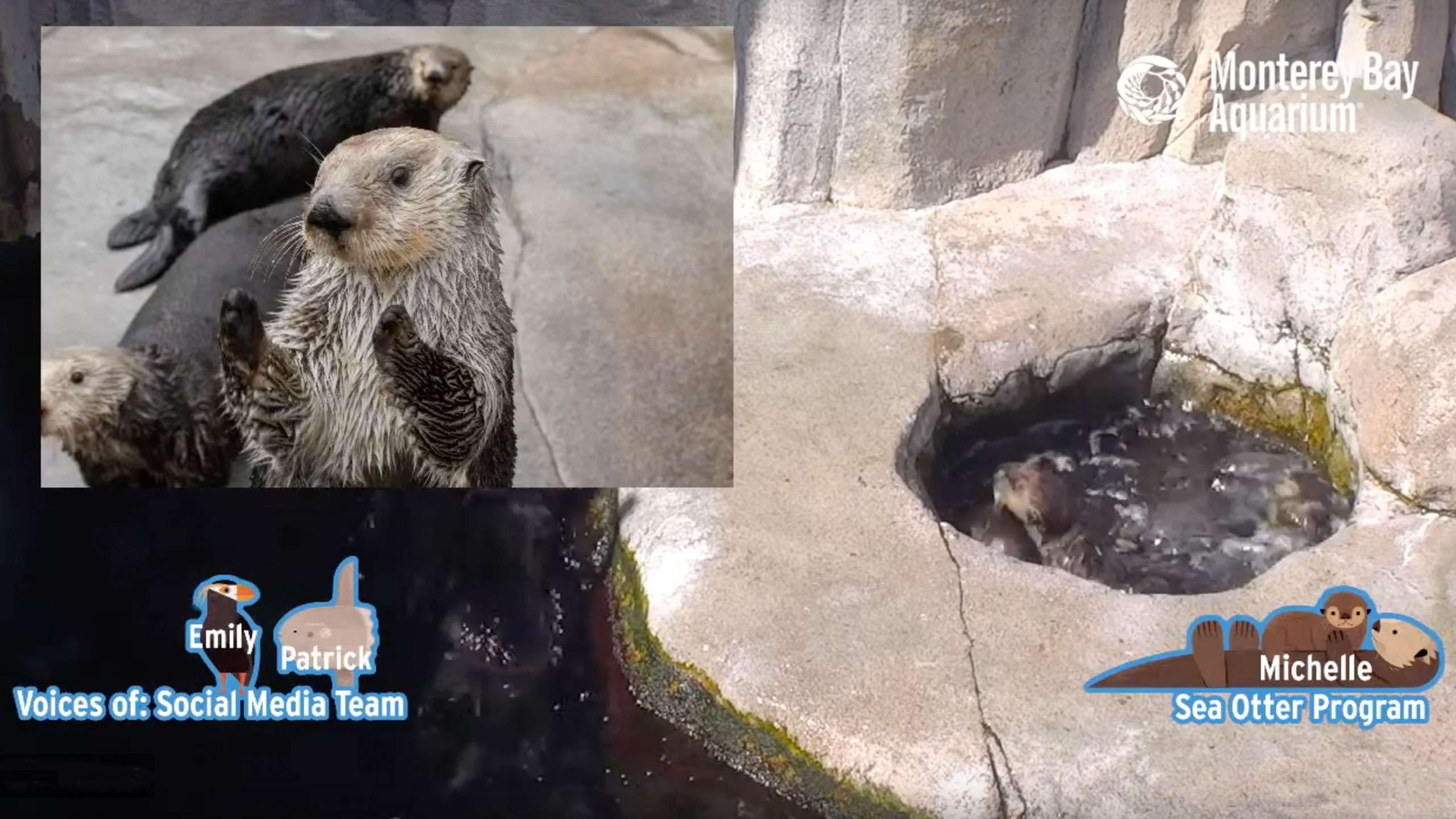 Special enrichment for rescued otters | Stories | Monterey Bay Aquarium