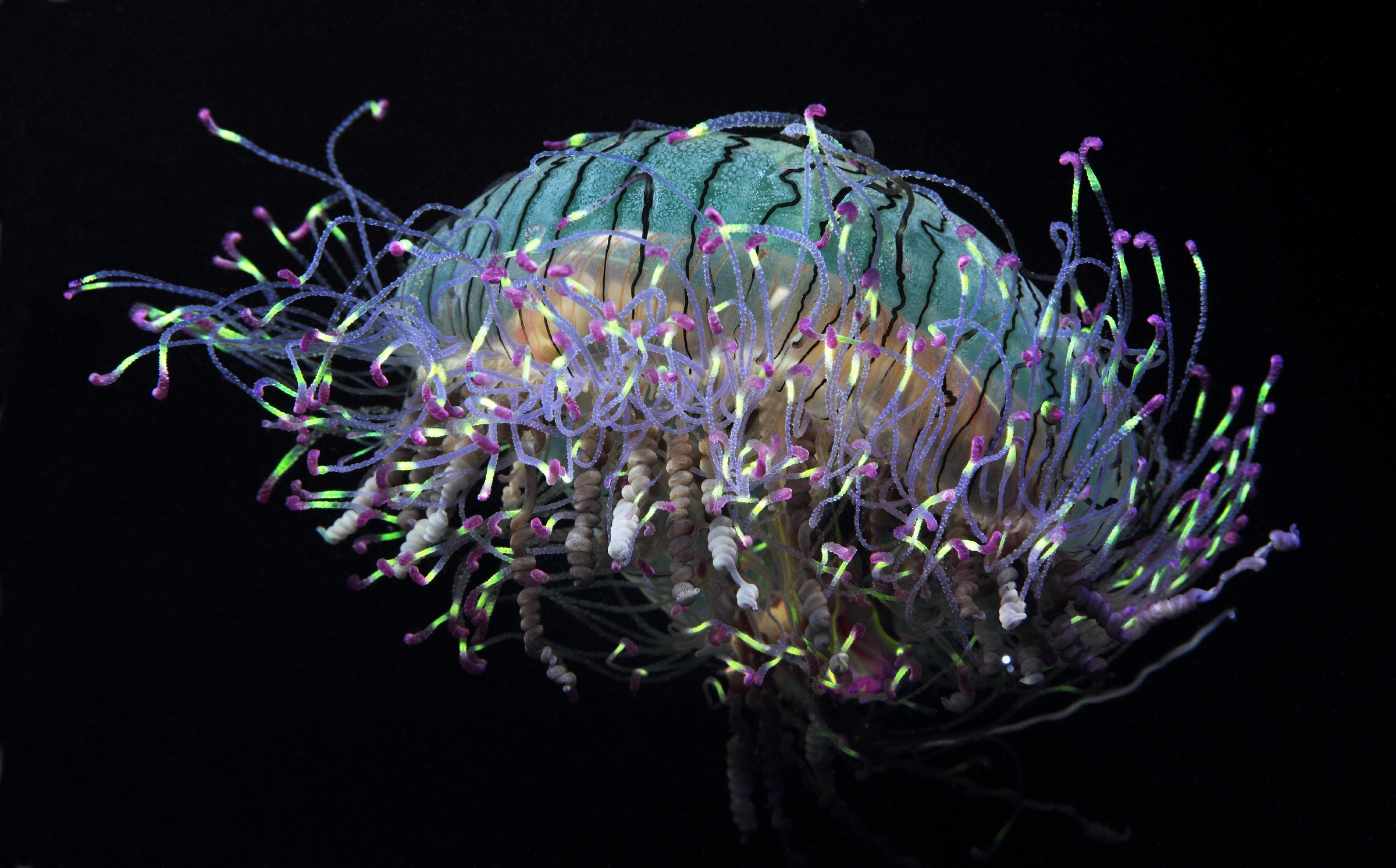 Bloodybelly Comb Jelly | Animals | Monterey Bay Aquarium