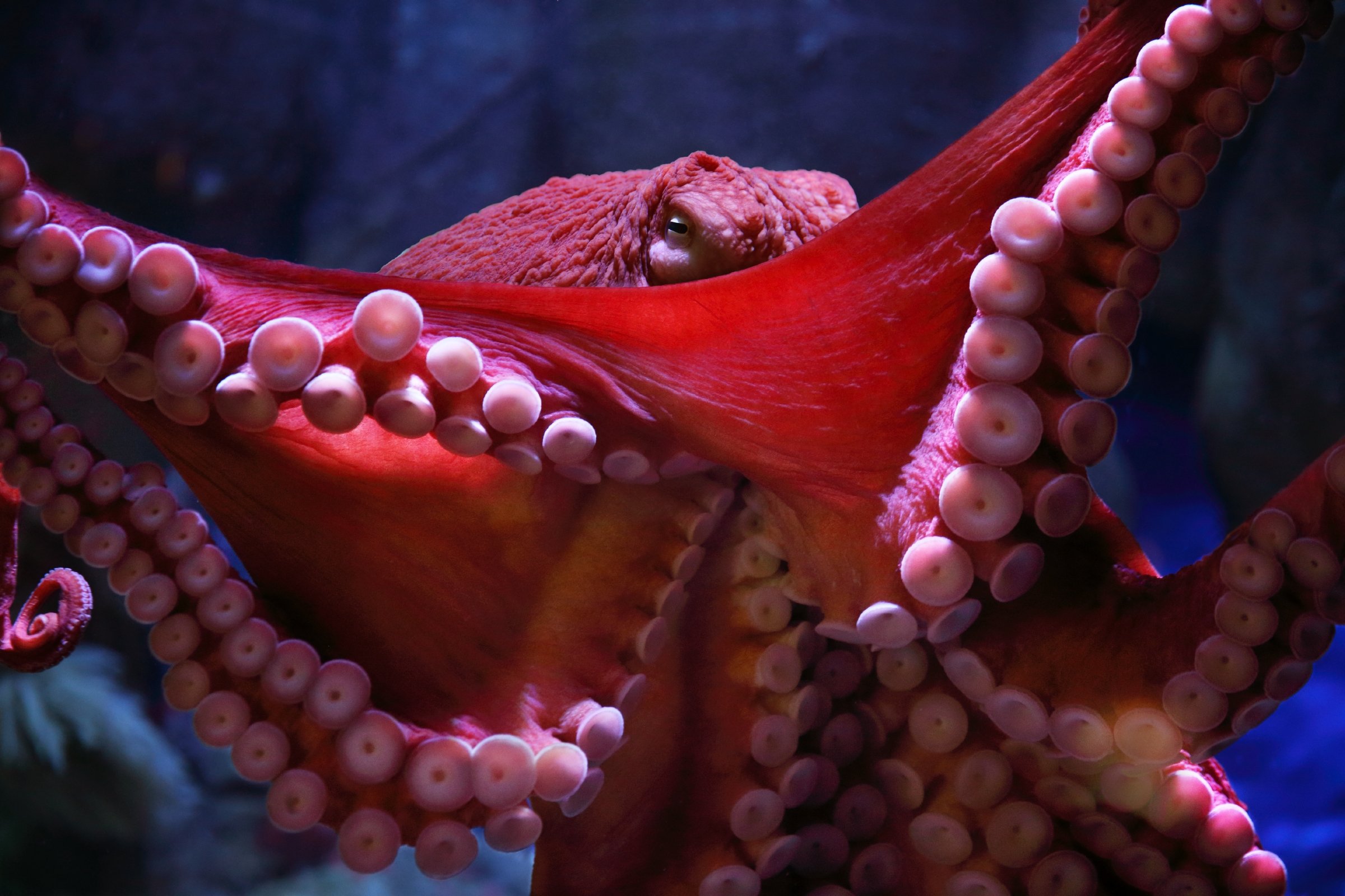 octopus tumblr background