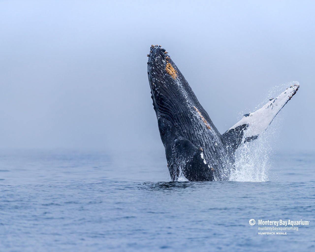 Humpback whale wallpaper from the Monterey Bay Aquarium